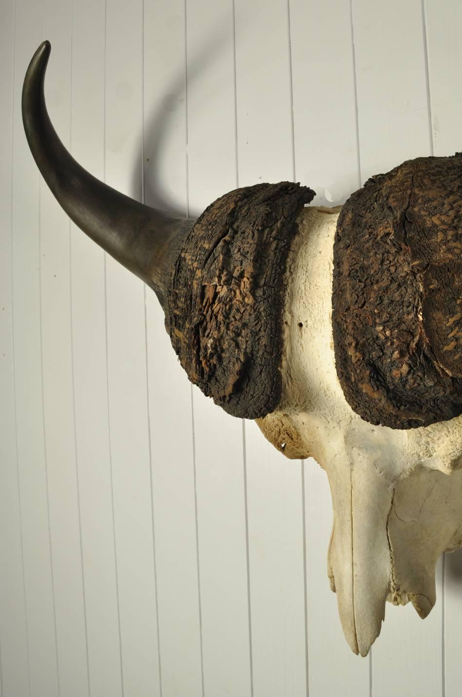 Cape Buffalo Skull In Distressed Condition In Cirencester, Gloucestershire