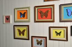 Collection of Framed Butterflies / Moths