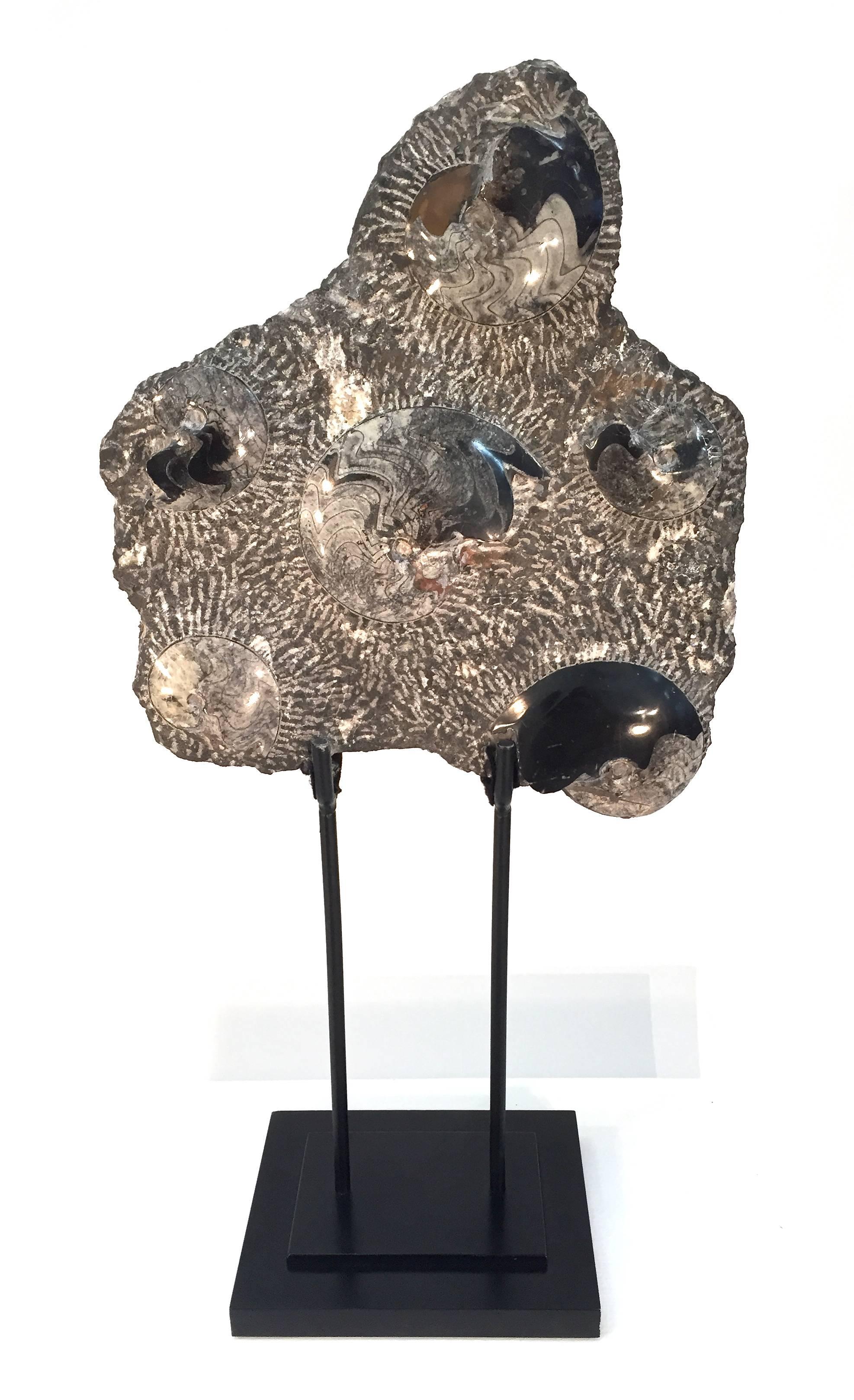 Fossilized ammonite cluster resting on a custom steel display stand.

Height in the measurement description field is including the Stand.