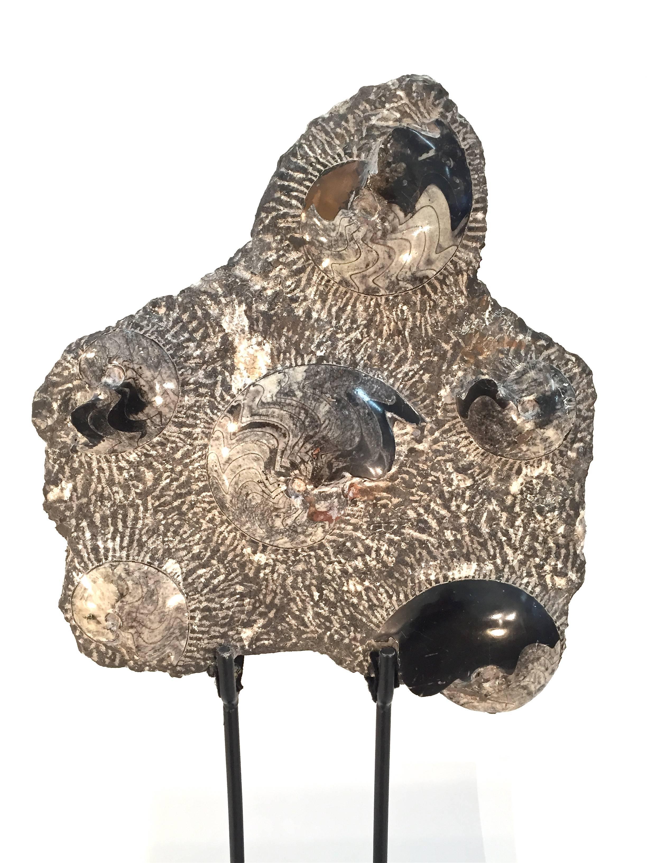 Unknown Fossilized Ammonite Cluster Sculpture For Sale