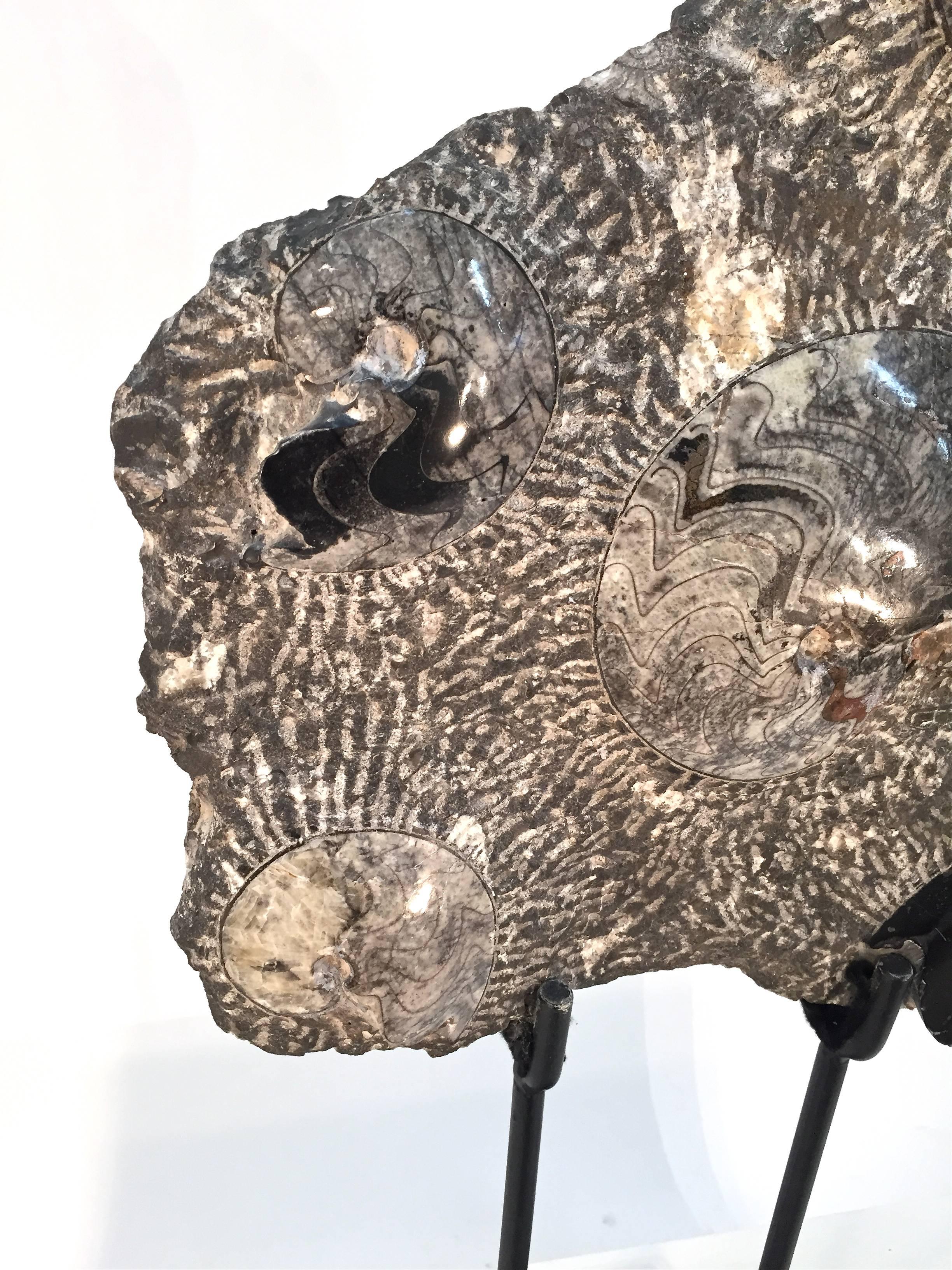 18th Century and Earlier Fossilized Ammonite Cluster Sculpture For Sale