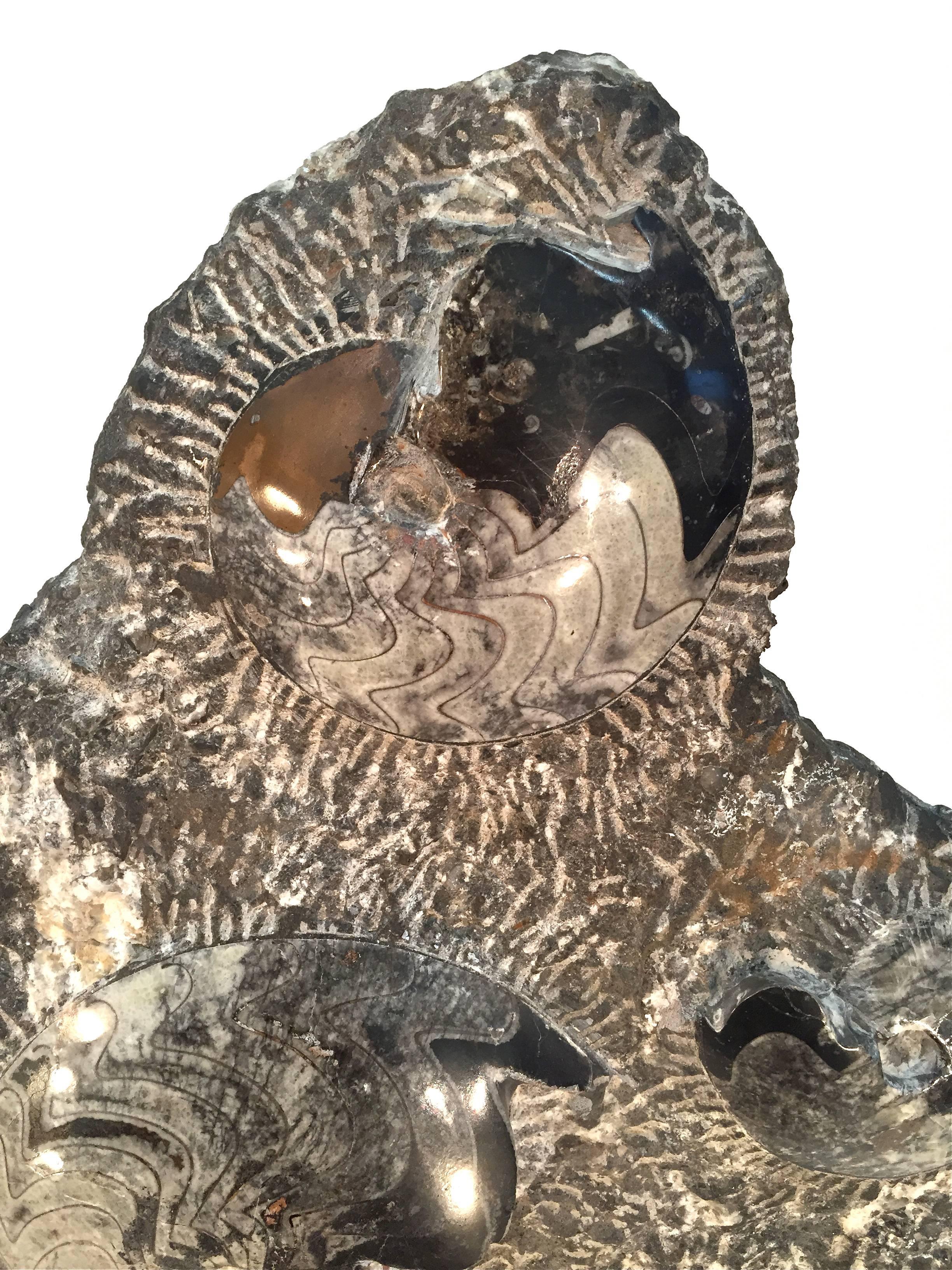 Fossilized Ammonite Cluster Sculpture For Sale 2