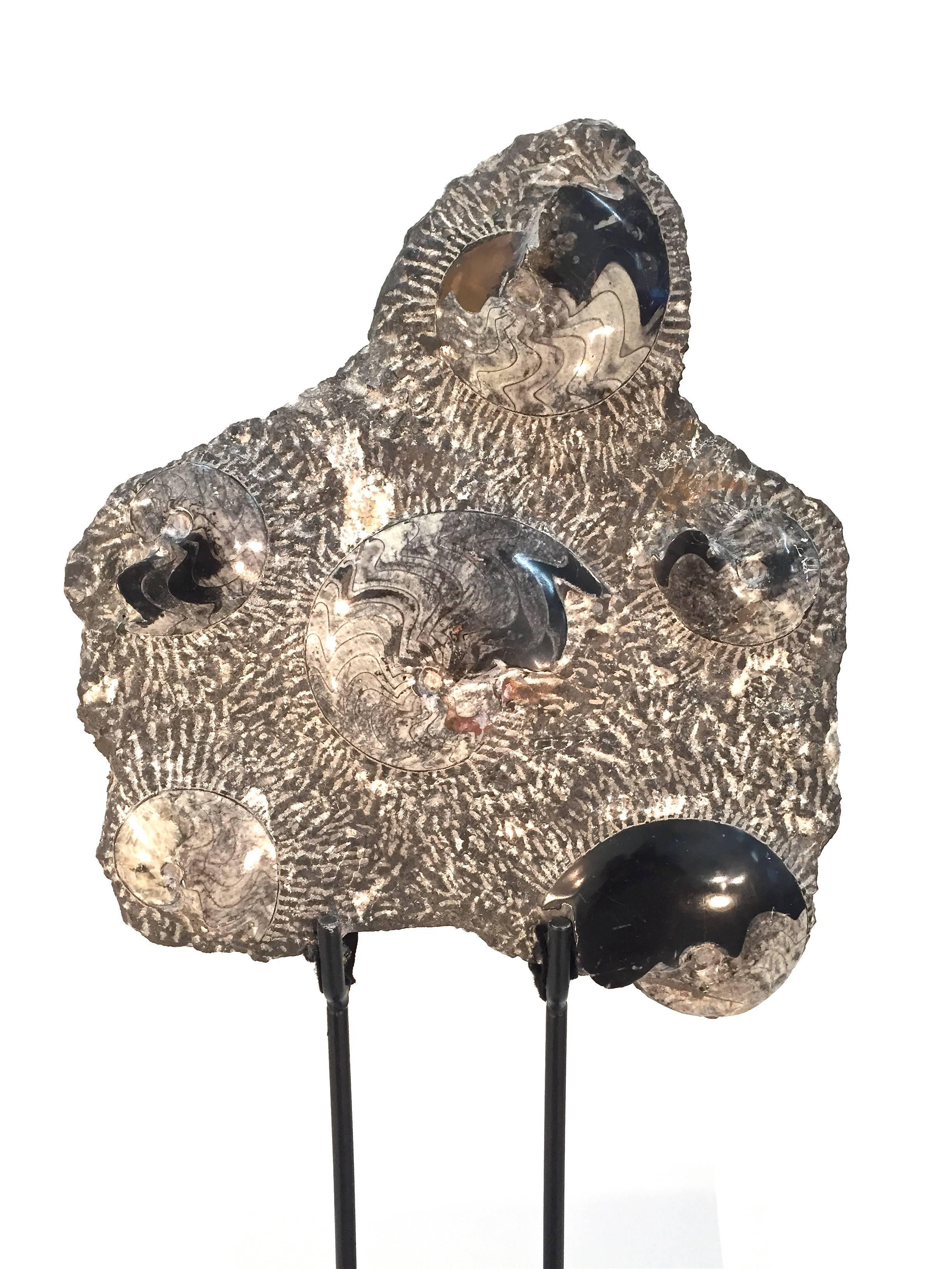 Fossilized Ammonite Cluster Sculpture For Sale 3