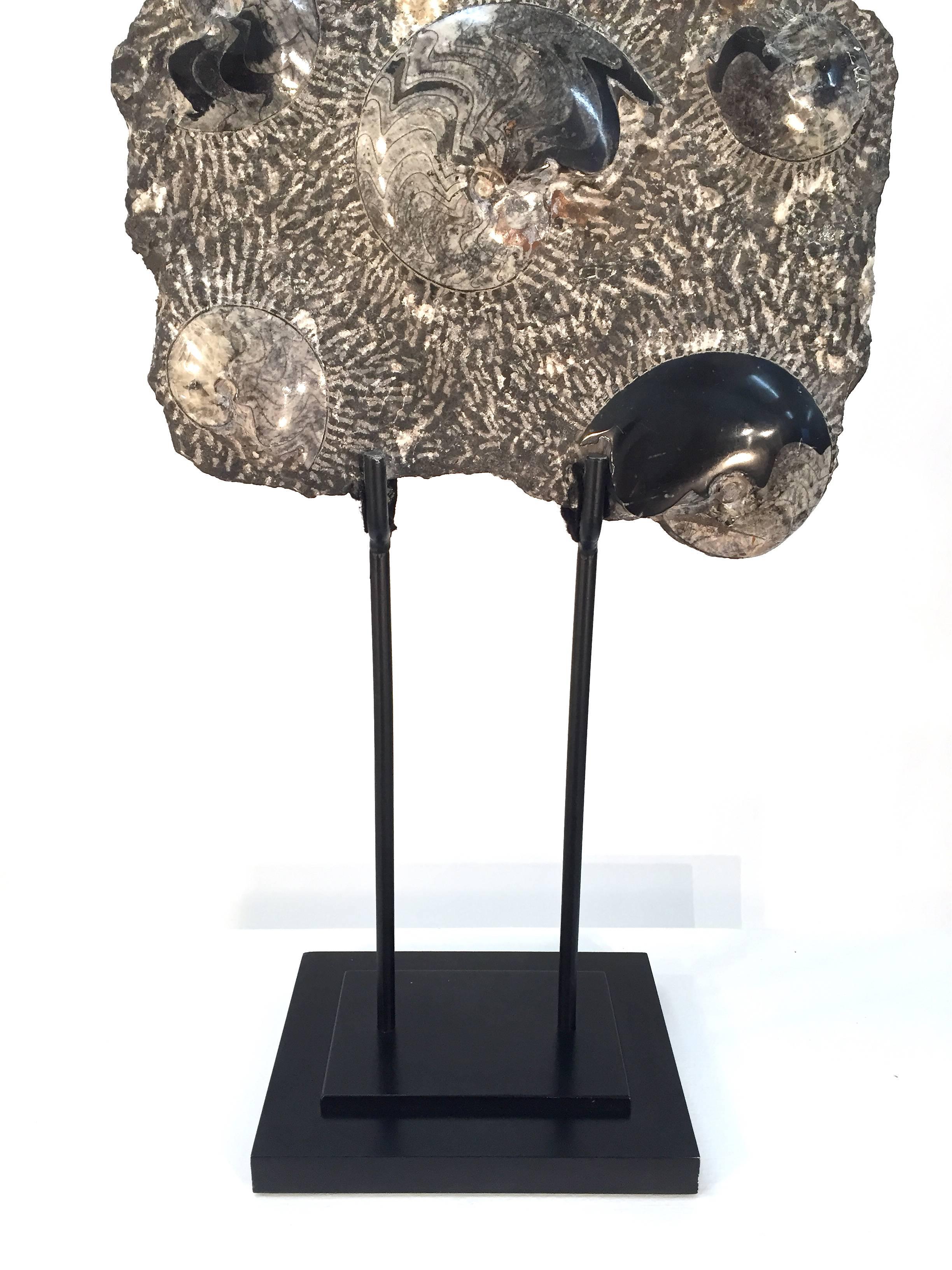 Fossilized Ammonite Cluster Sculpture For Sale 4