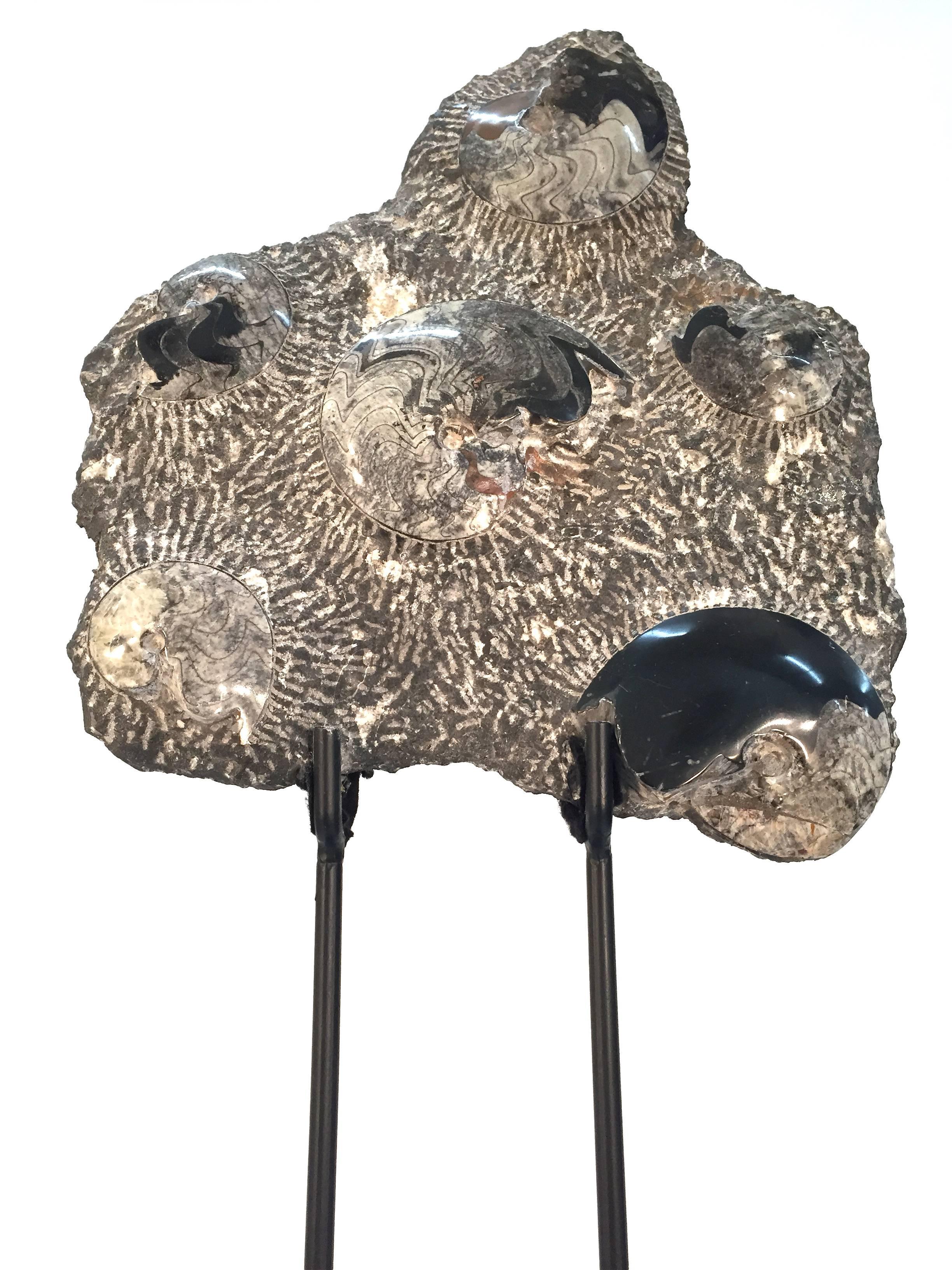 Fossilized Ammonite Cluster Sculpture For Sale 5