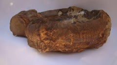 Large Ammonite Fossil in Septarian