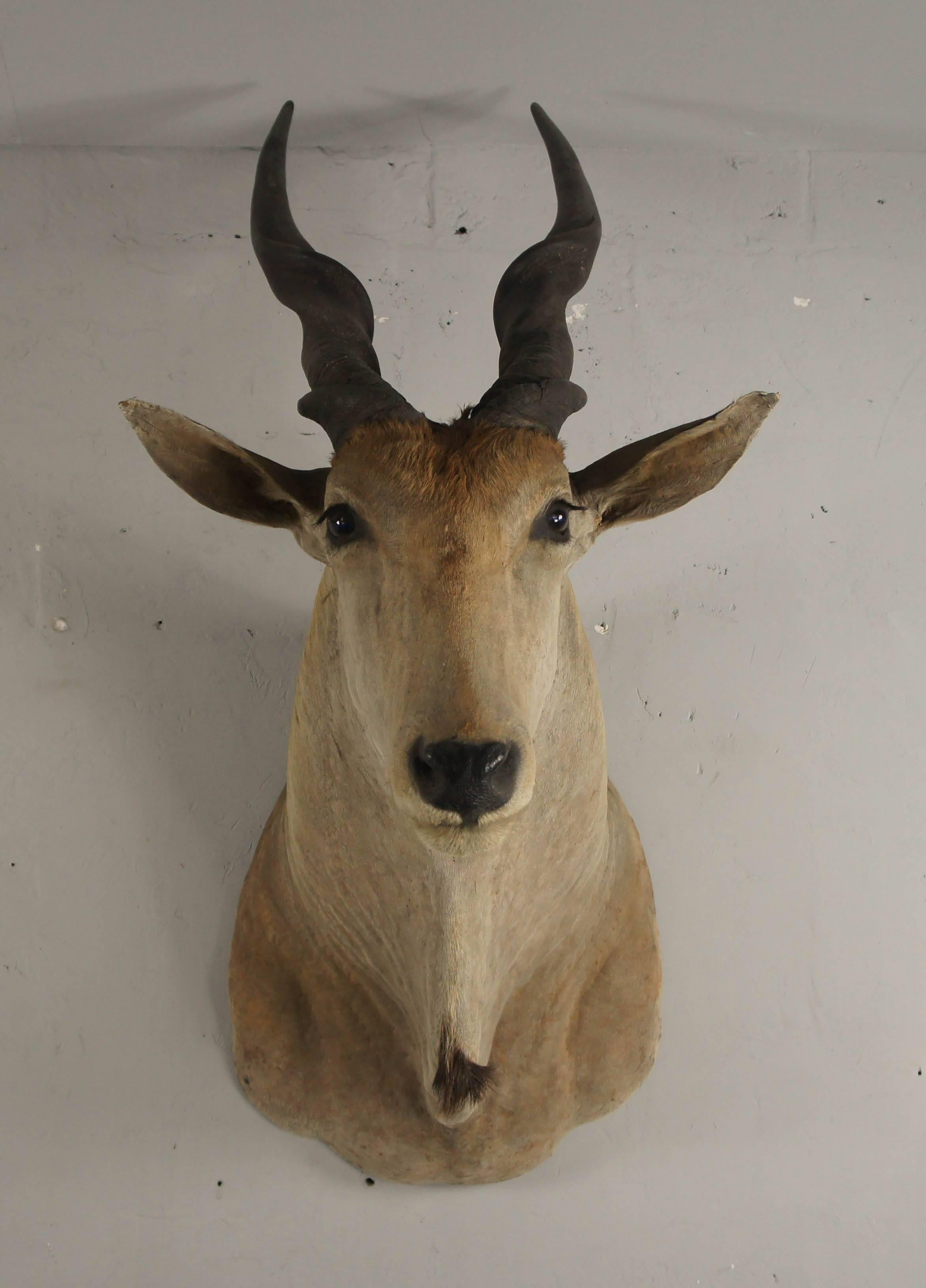 An excellent example of a giant African eland shoulder mounted on a wooden backplate measuring 62cm high x 48cm wide. He beholds a real presence in the room with antlers measuring 60cm long x 8cm circumference.
In great vintage condition he would