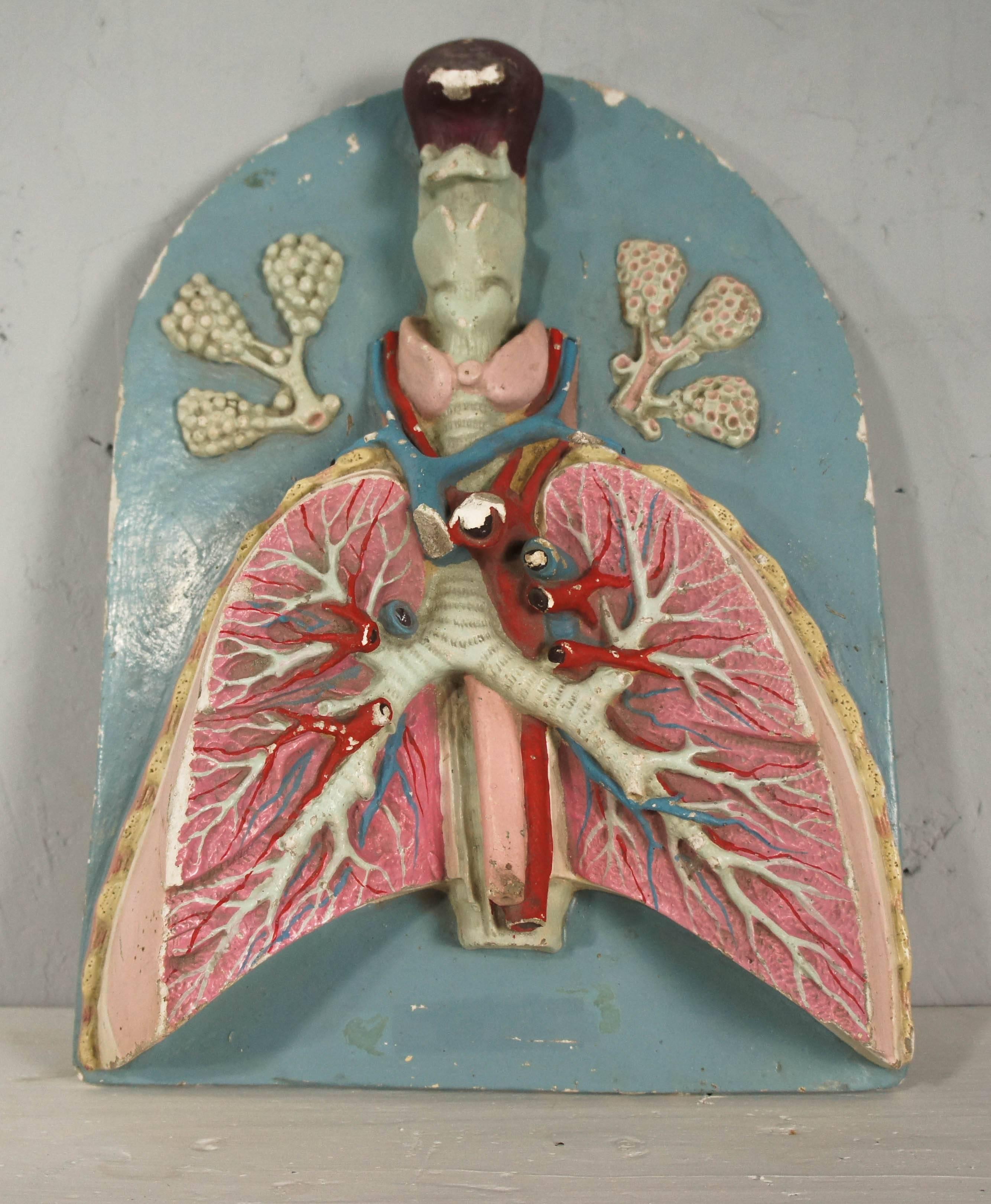 Painted plaster model showing a section of the human lungs. This item was sourced from Sofia University, Bulgaria; and was originally used as a teaching aid. A great decorative item for the home and collector.