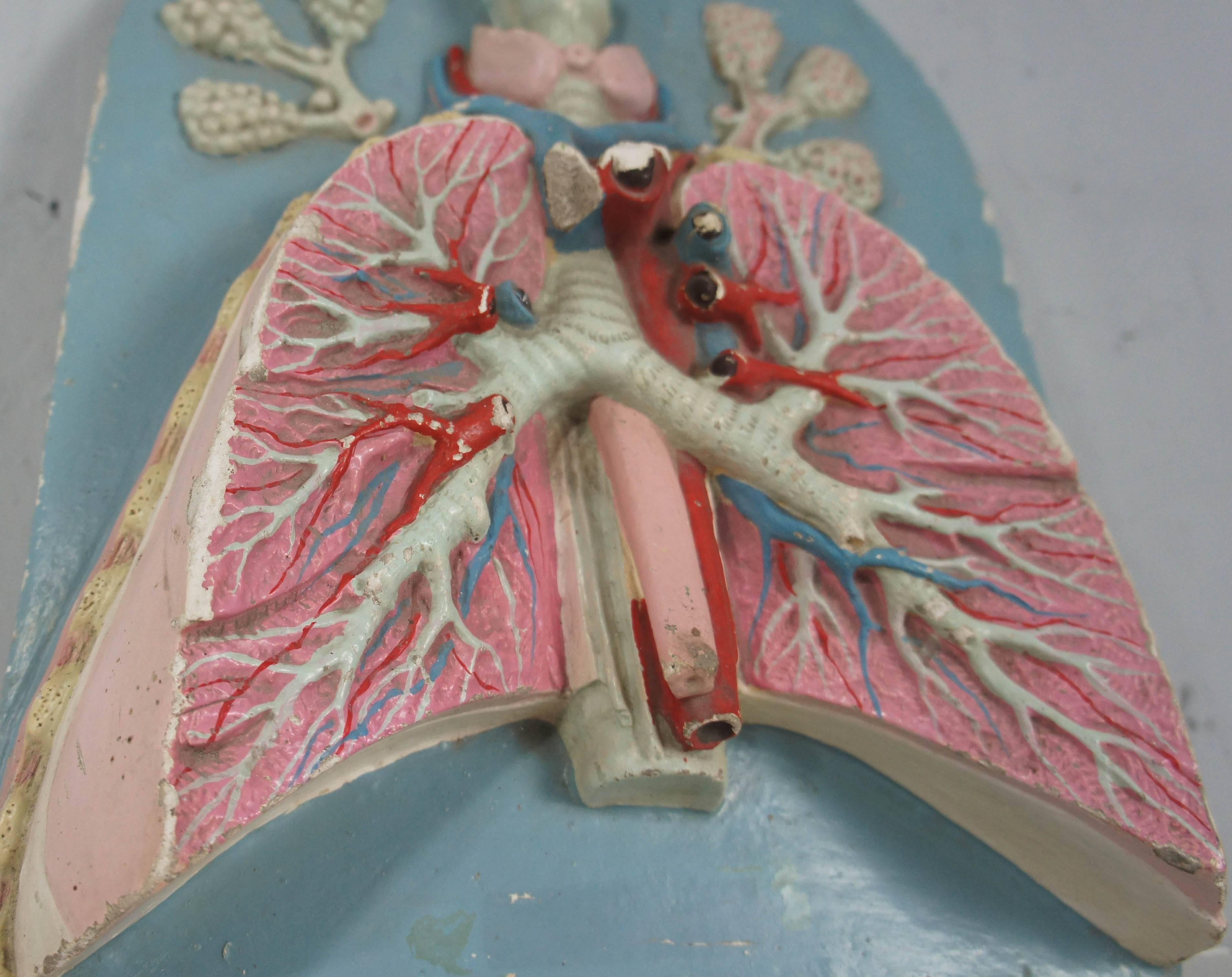lungs for sale