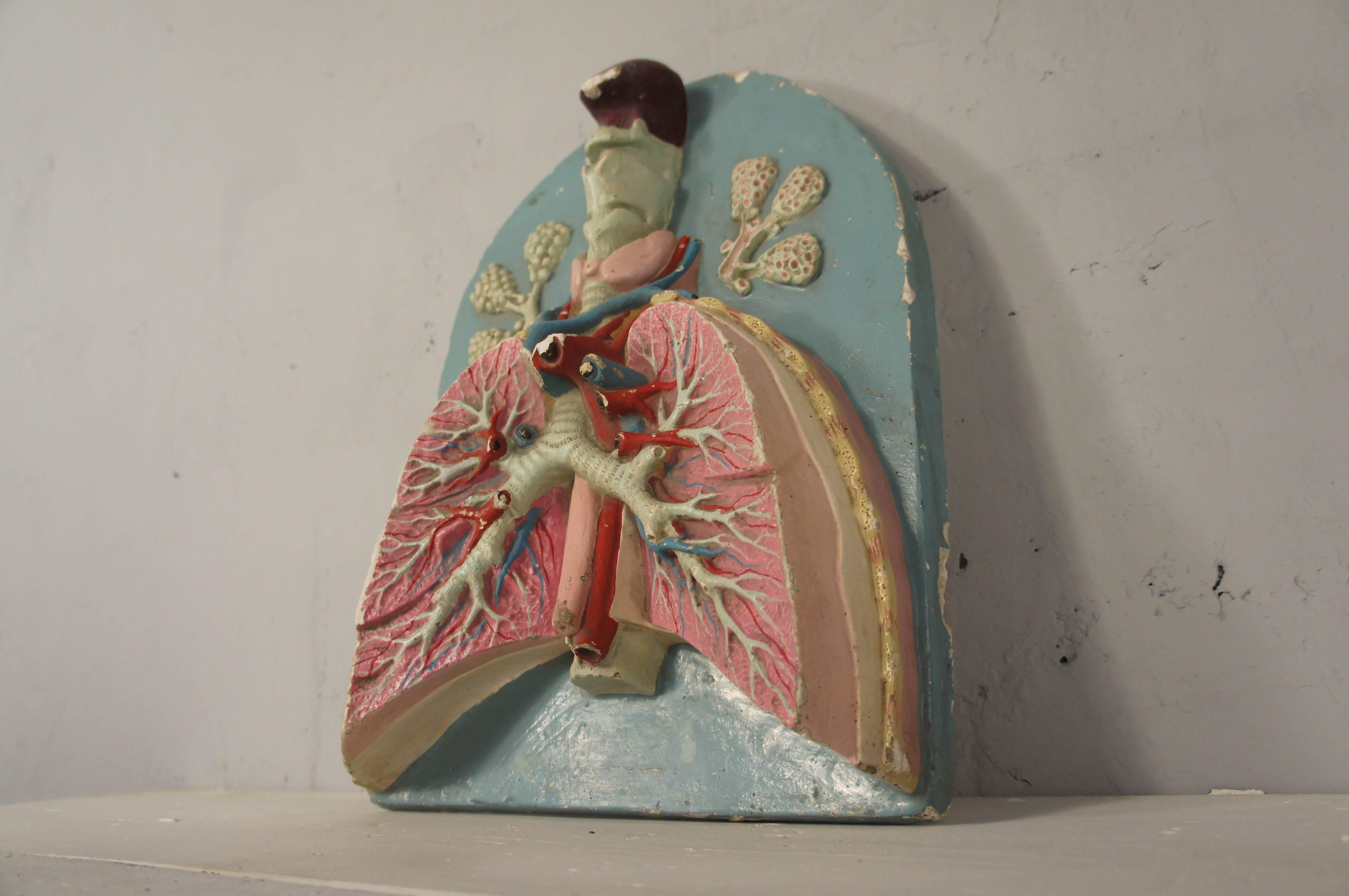 Bulgarian 20th Century Painted Plaster Human Anatomy Model of Lungs