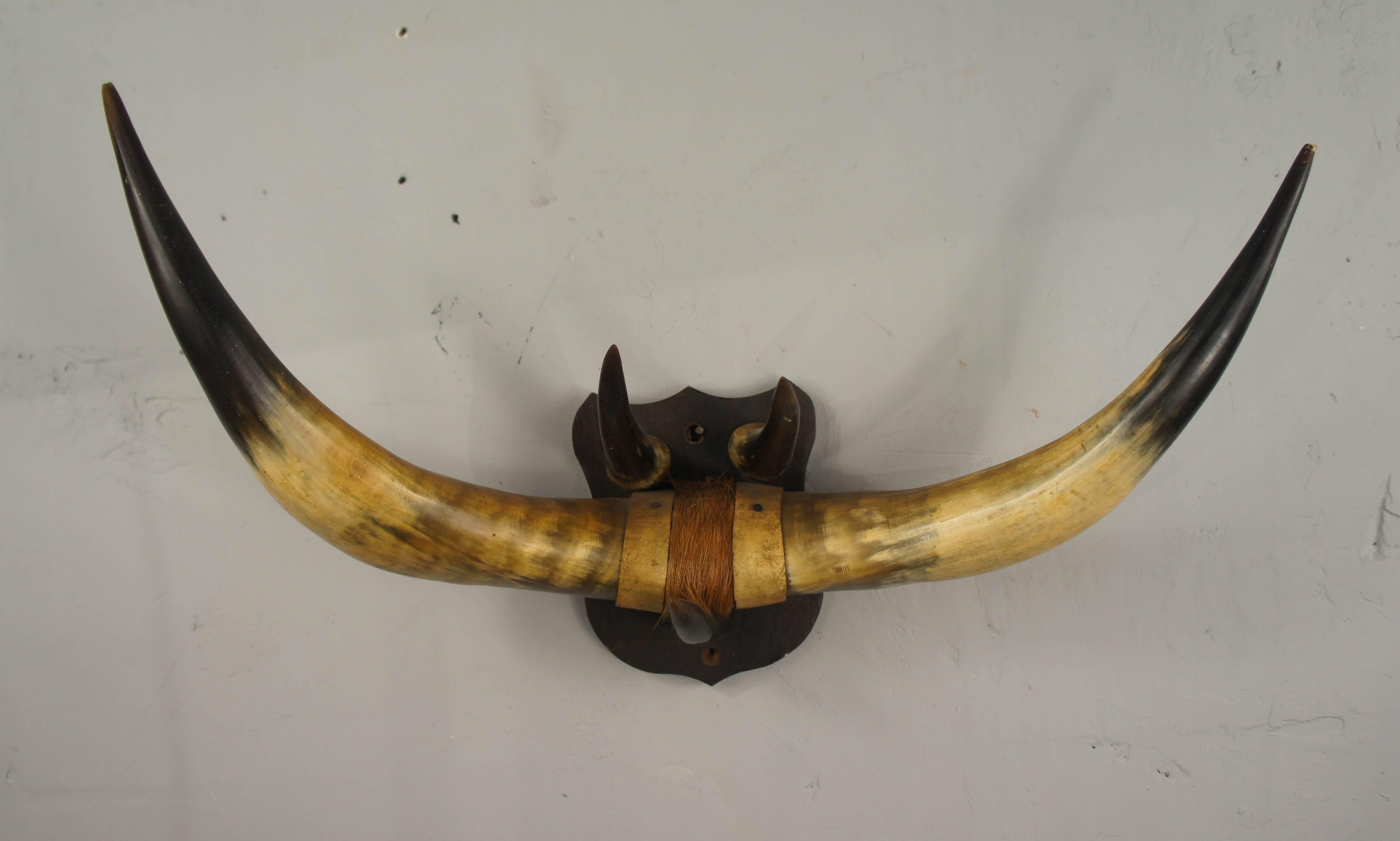 alaskan bullhorn