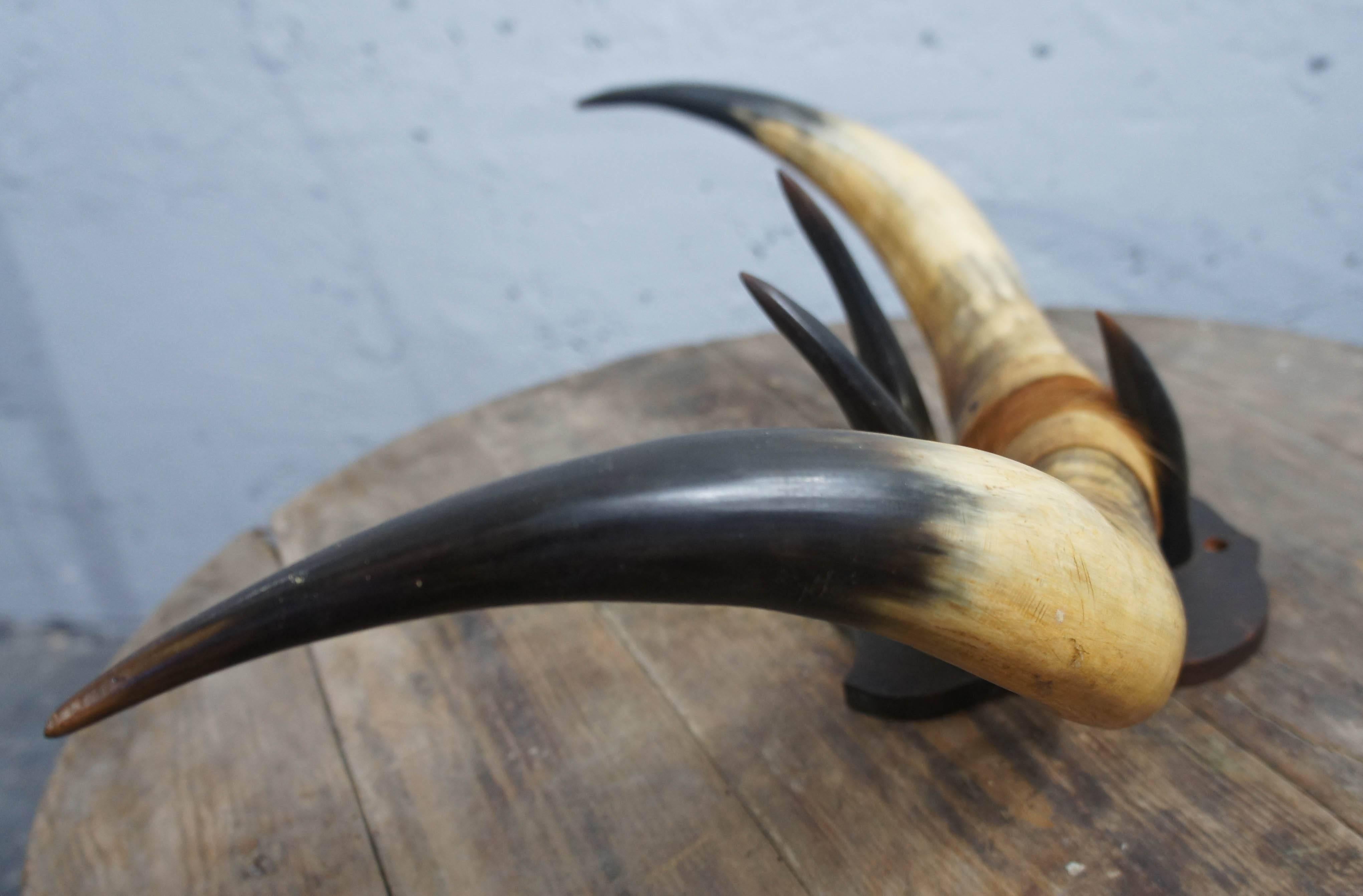alaskan bull horn