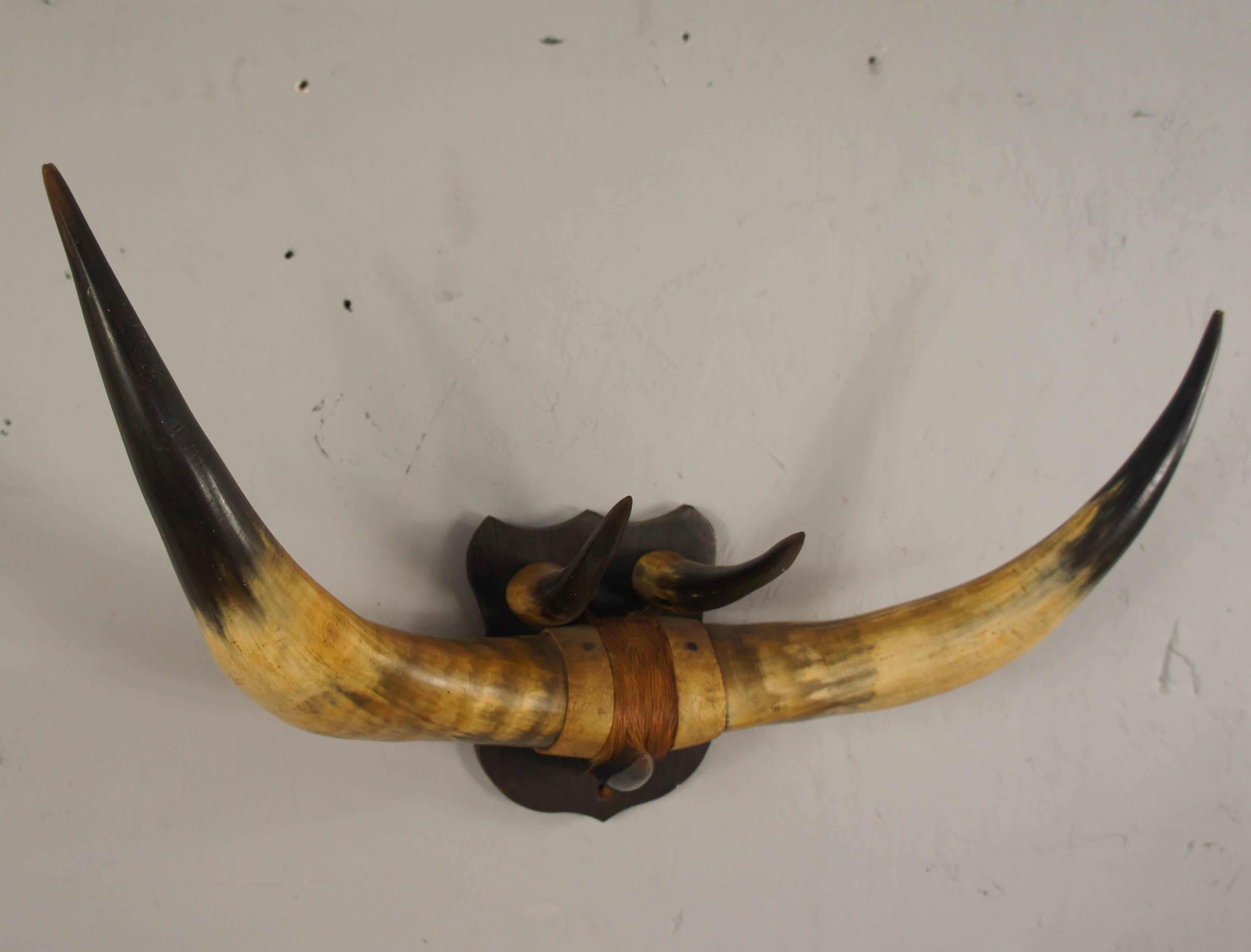 English Well Mounted Set of Bull Horns Coat Rack