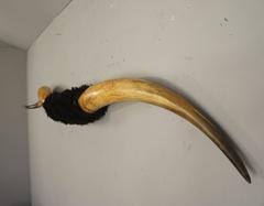 Taxidermy Mounted Longhorn Steer Horns