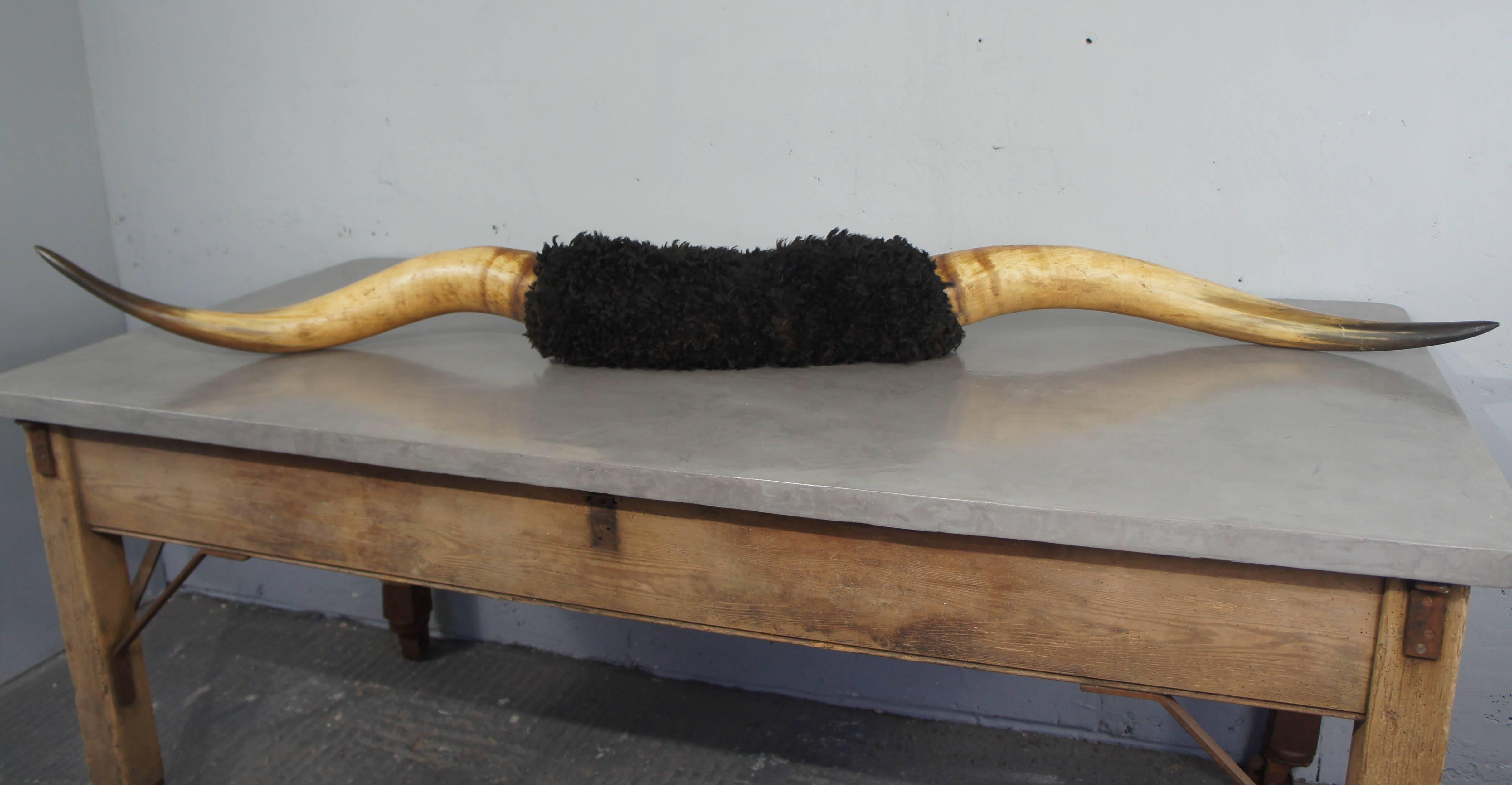 English Taxidermy Mounted Longhorn Steer Horns For Sale