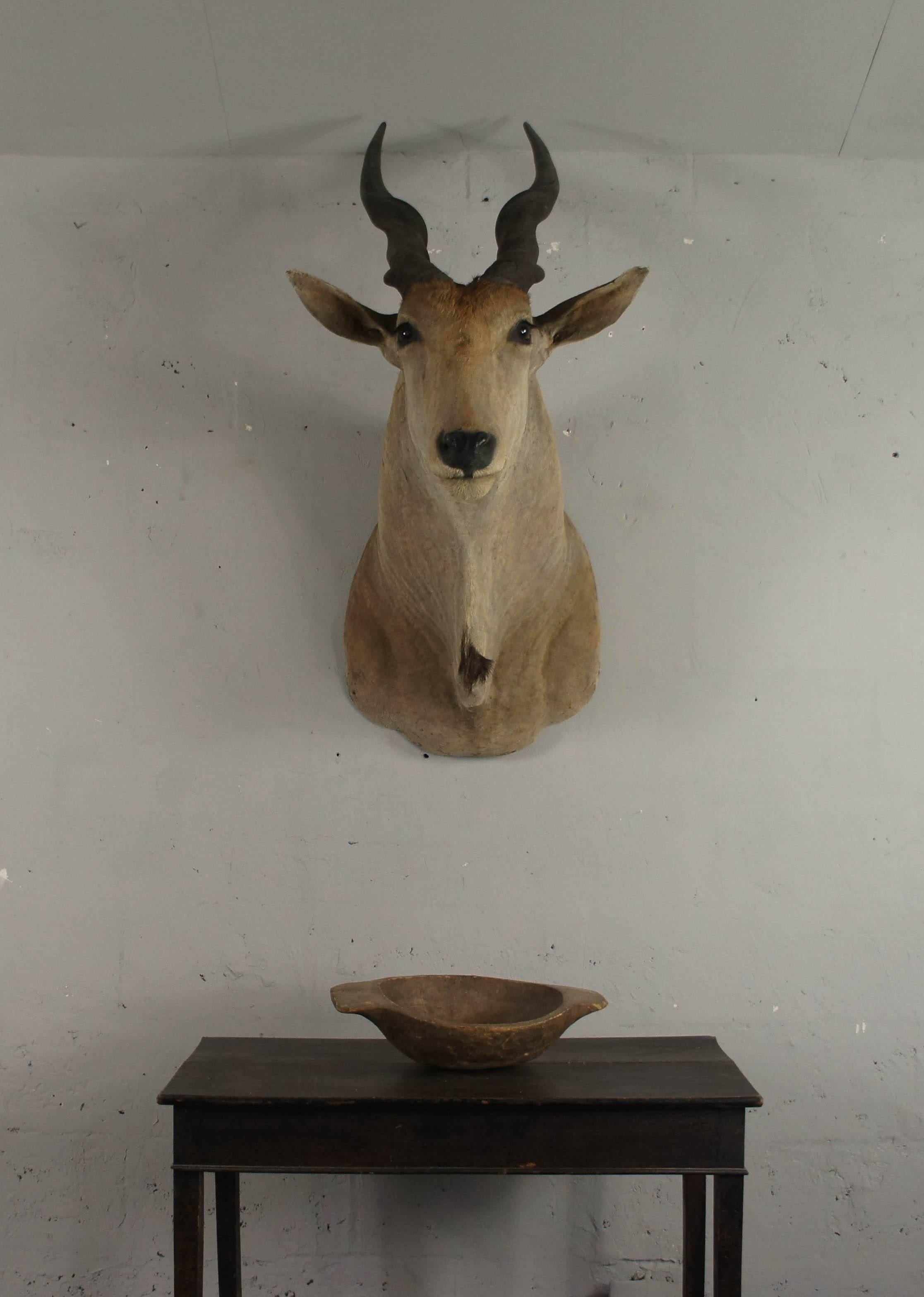 20th Century Large African Giant Eland Taxidermy Shoulder Mount Antlers In Good Condition In Culverthorpe, Lincs