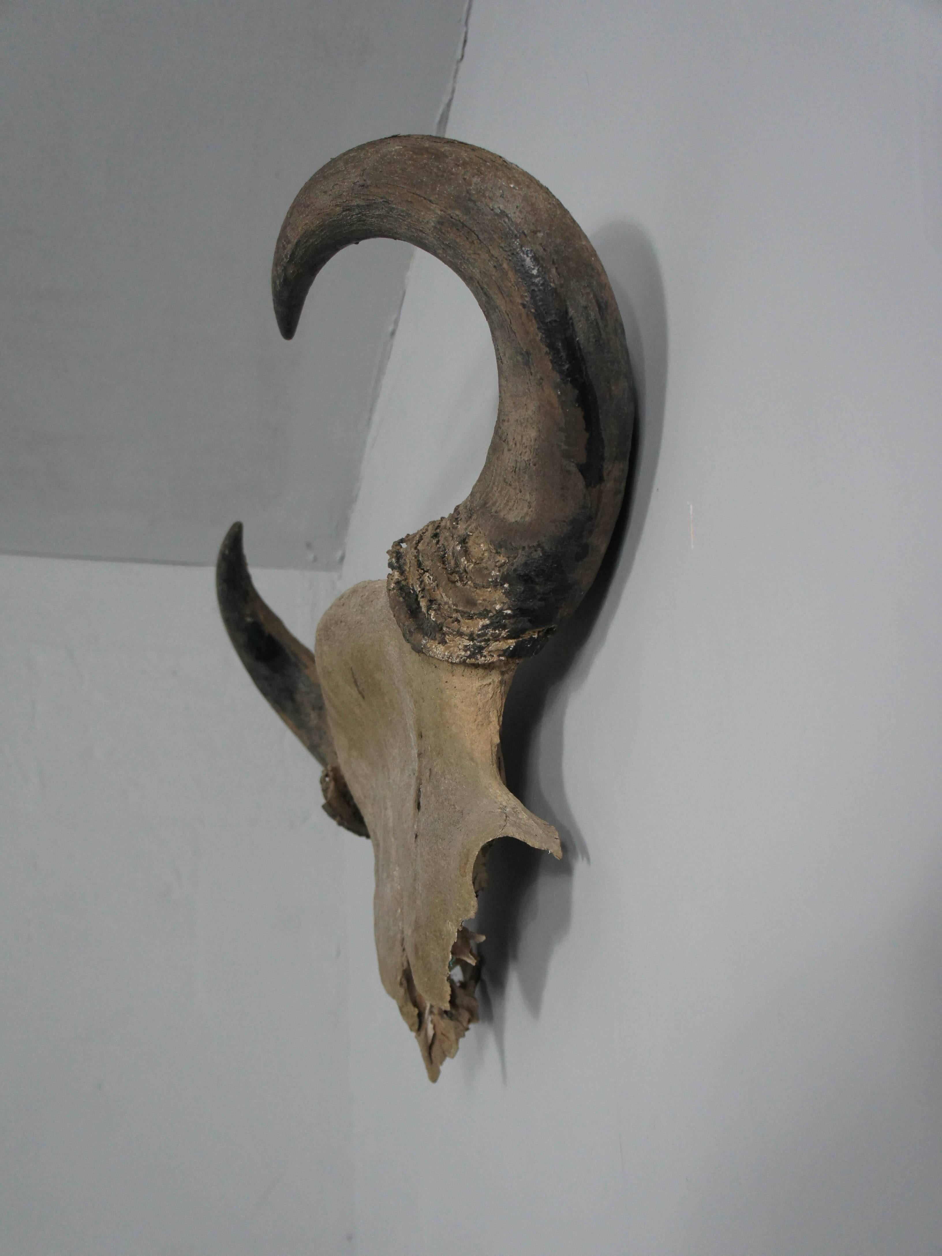 Fabulous looking very old and weathered buffalo skull. Great decorative statement piece for the wall.