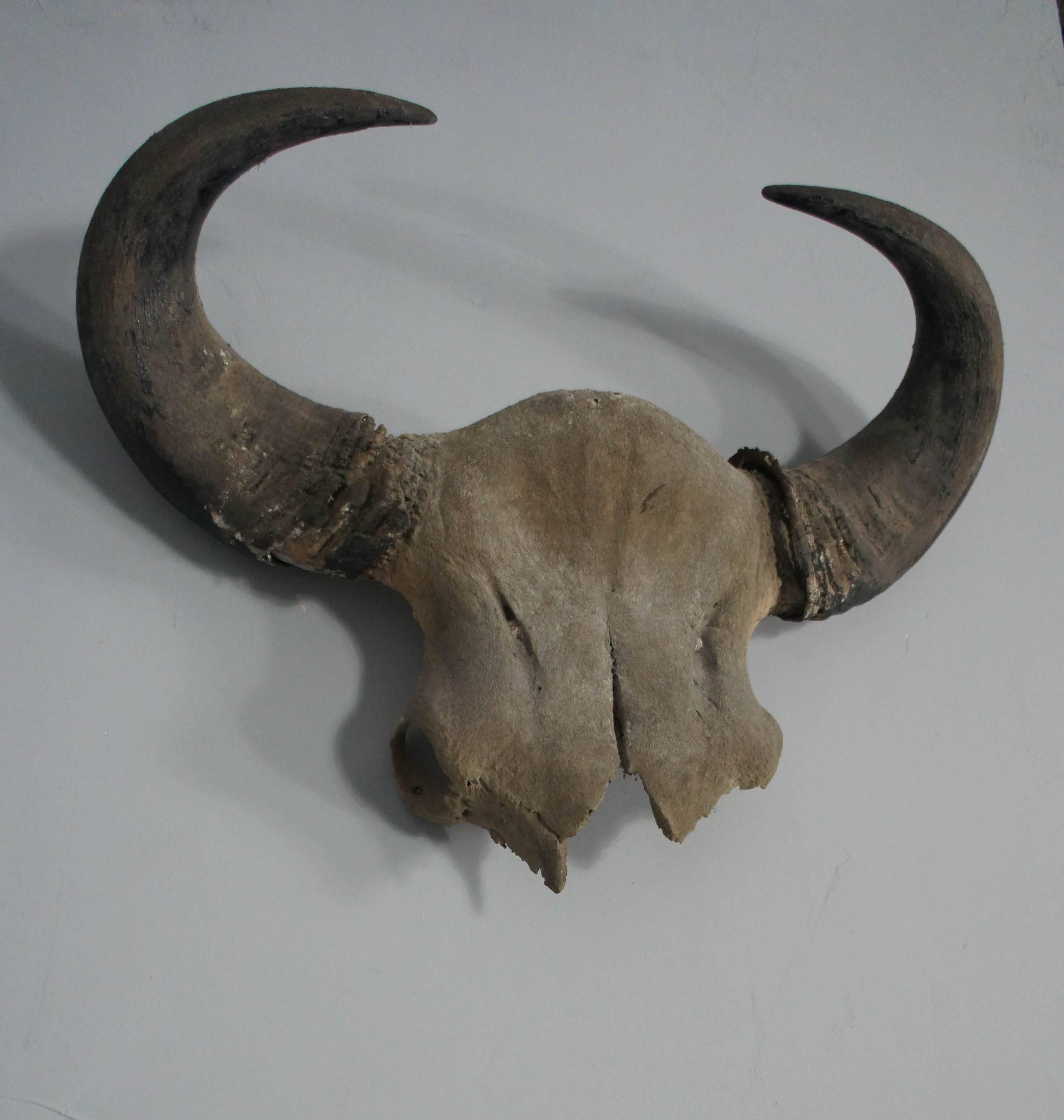 water buffalo skull for sale