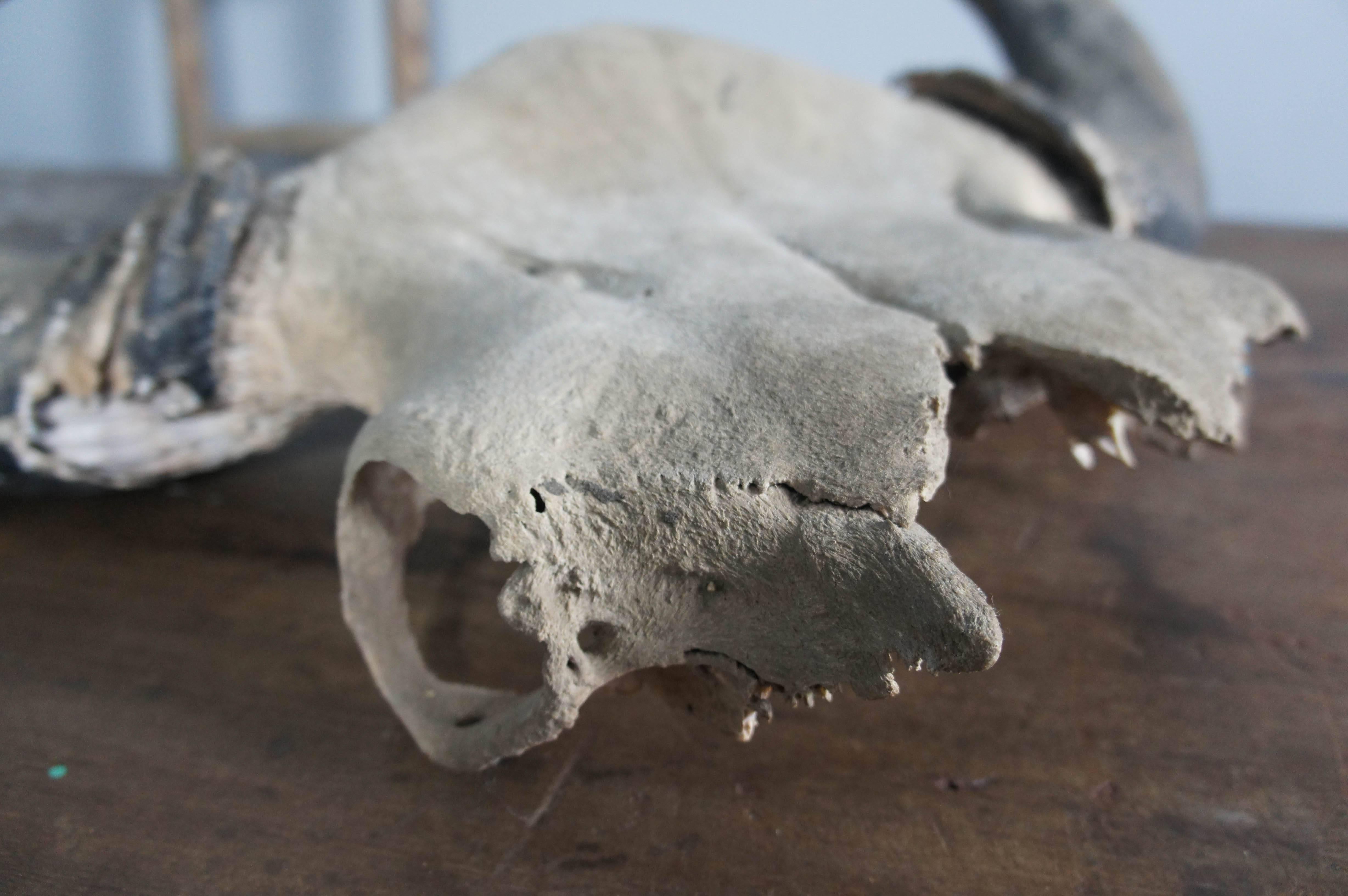 19th Century Large Buffalo Skull Taxidermy Horns For Sale