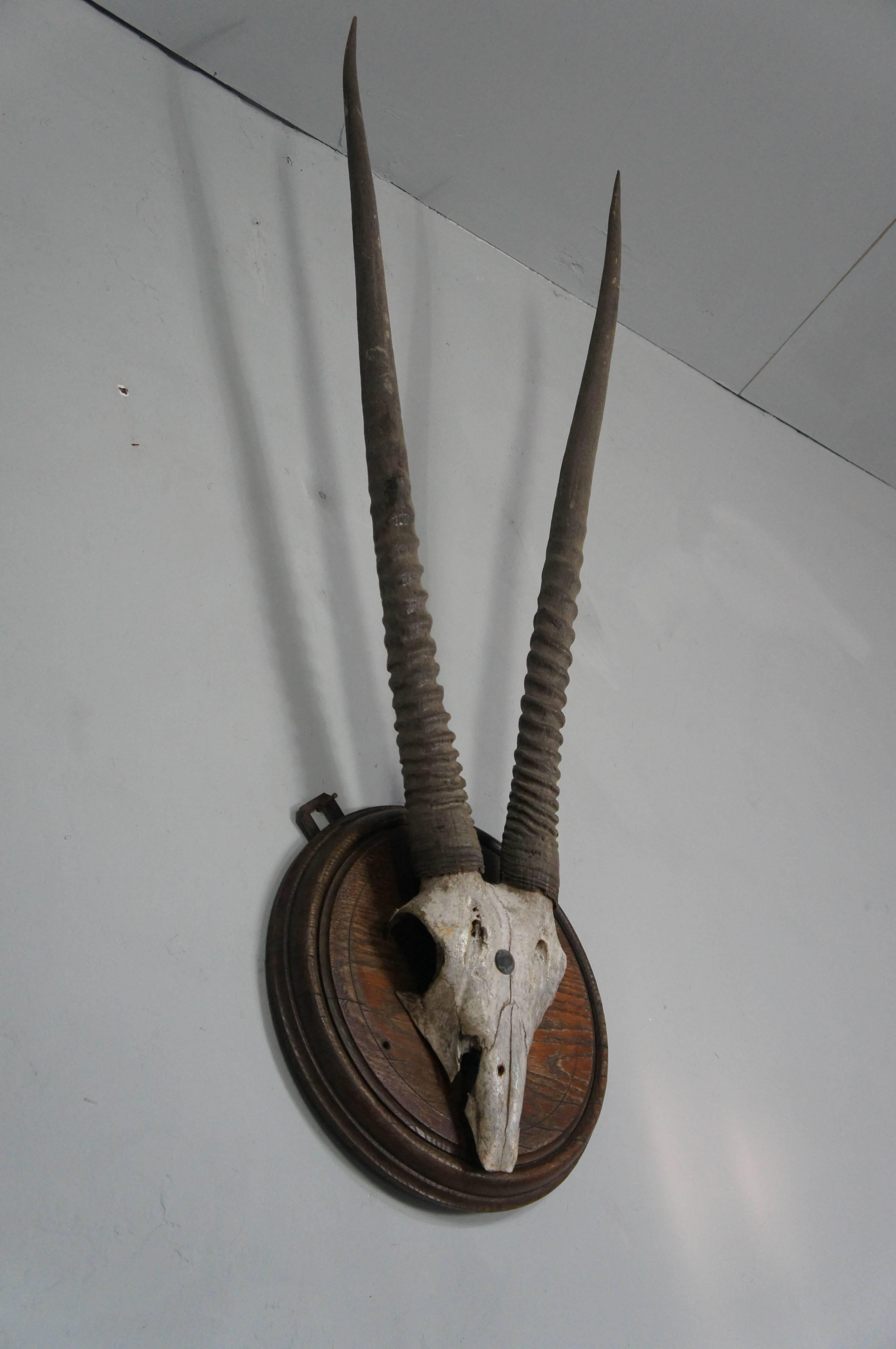 Stunning mounted Gemsbok skull and antlers, with great color and patina.
Great decorative item from the 19th century.
