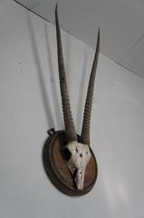 Gemsbok Antlers and Skull Taxidermy Mount