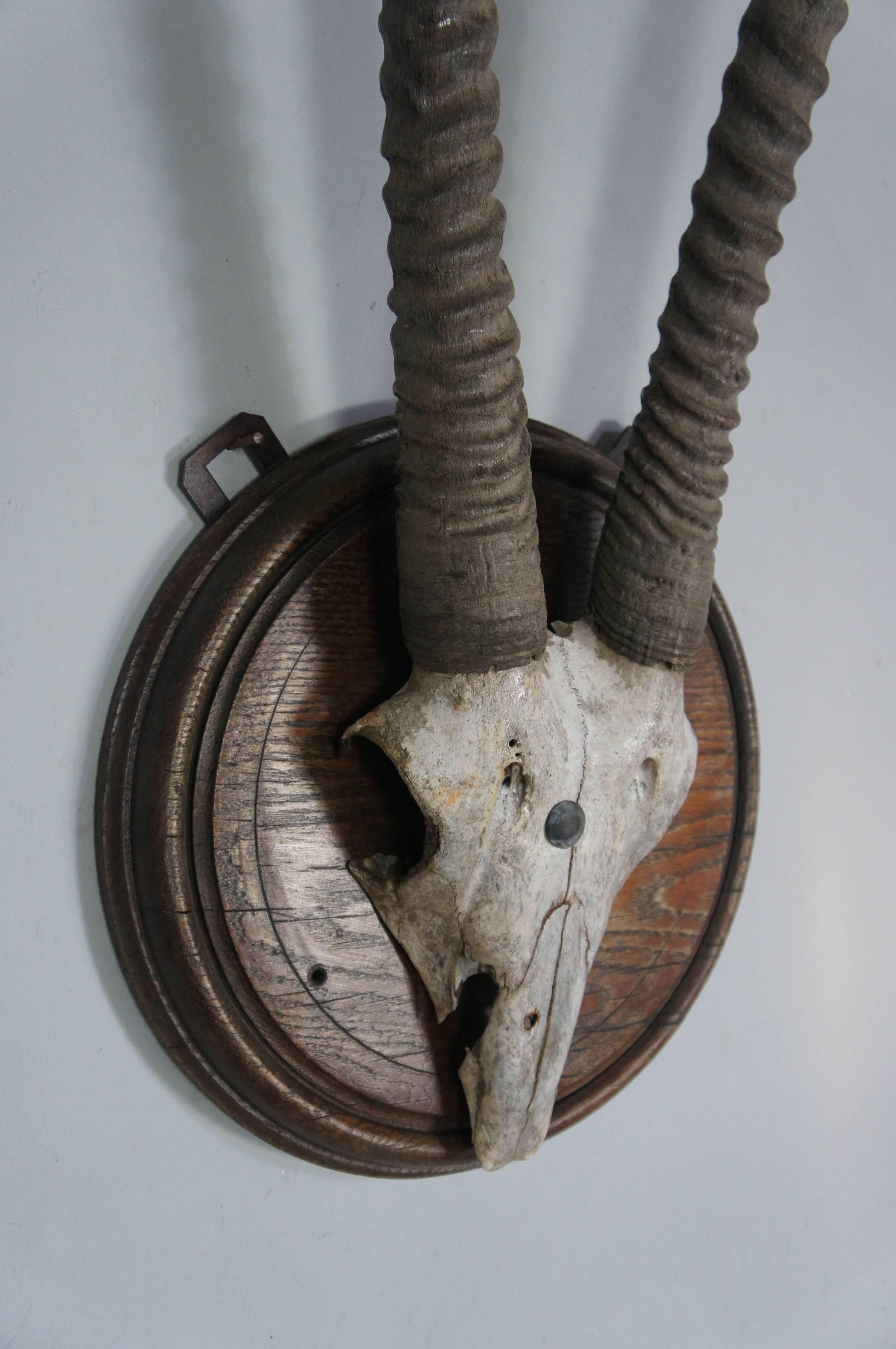 gemsbok skull mount