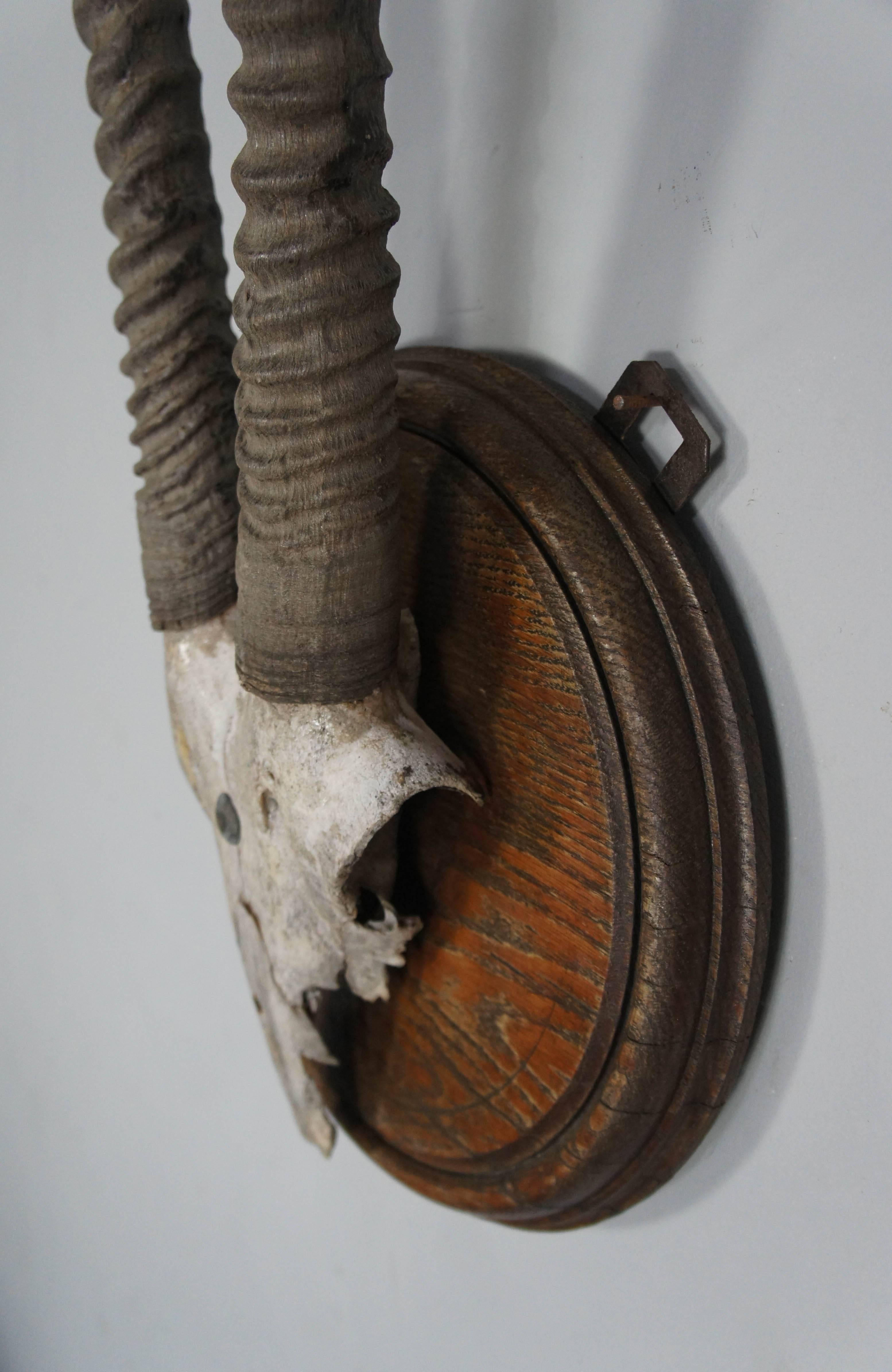 Namibian Gemsbok Antlers and Skull Taxidermy Mount For Sale