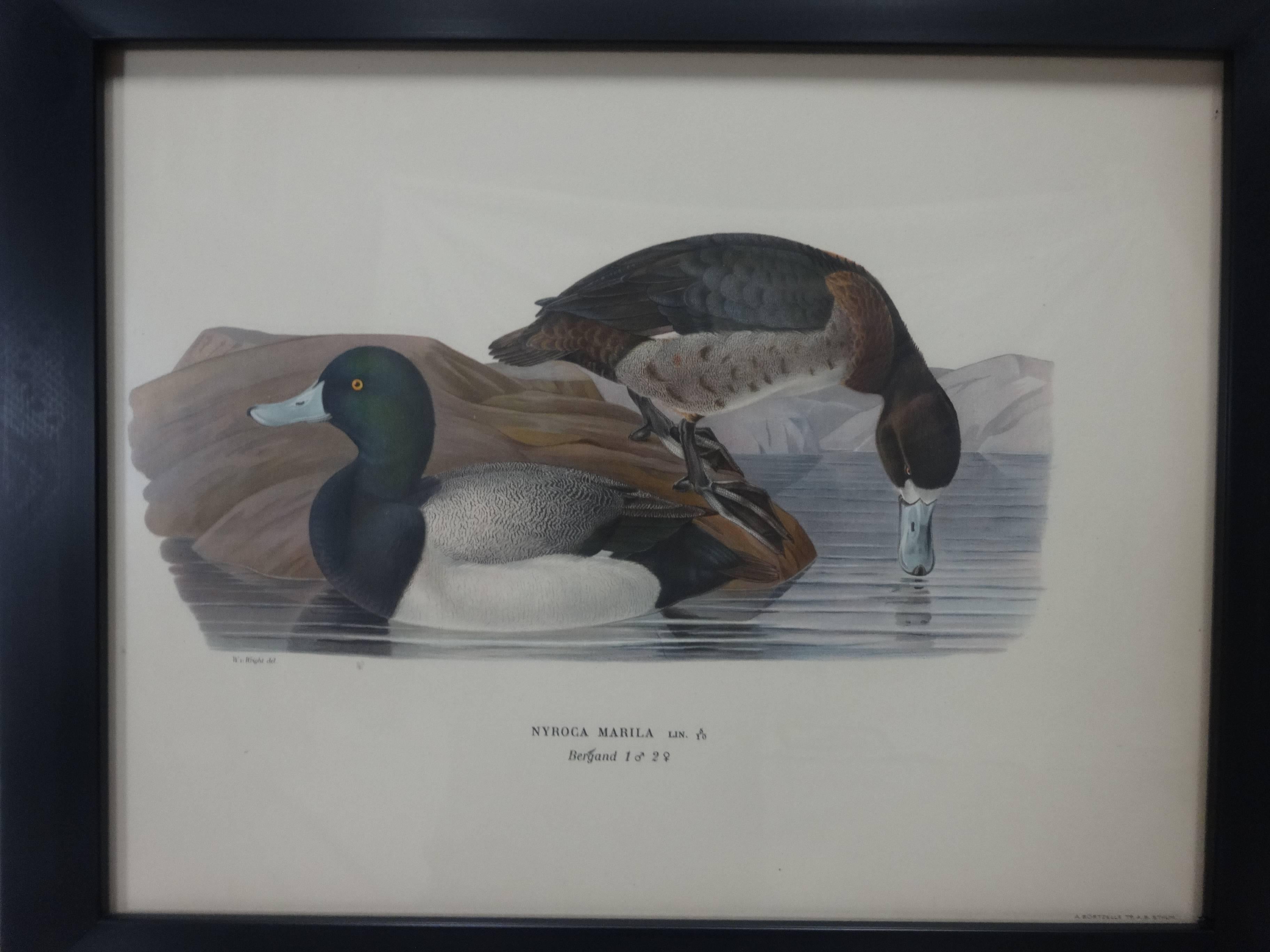This is a set of four framed Swedish waterfowl prints, there dated 1929. Printed by Finpappersbrukens Forsalfnings AB. in Stockholm Sweden.
 