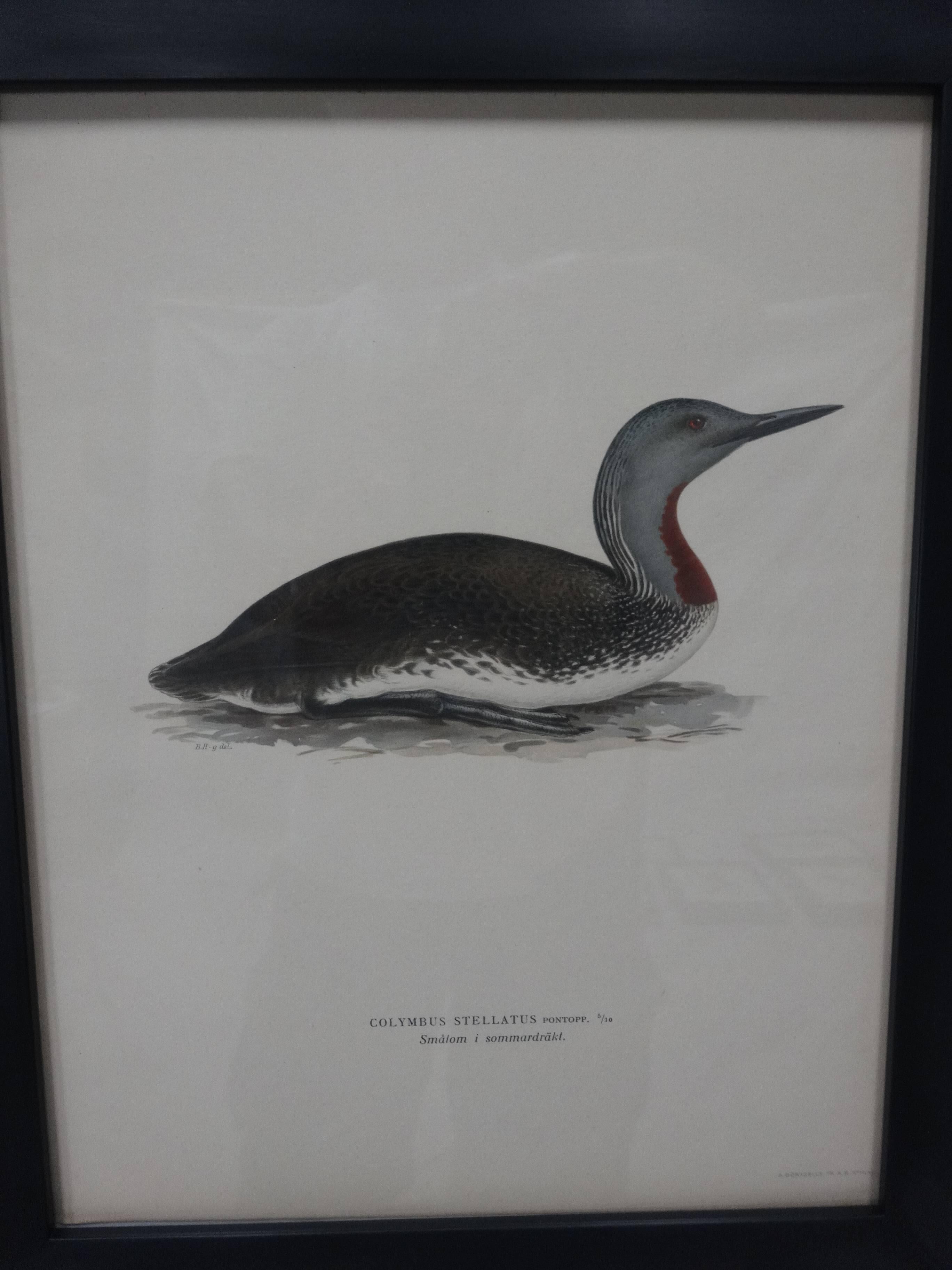 Swedish Waterfowl Prints, circa 1929 In Excellent Condition In Hollywood, FL