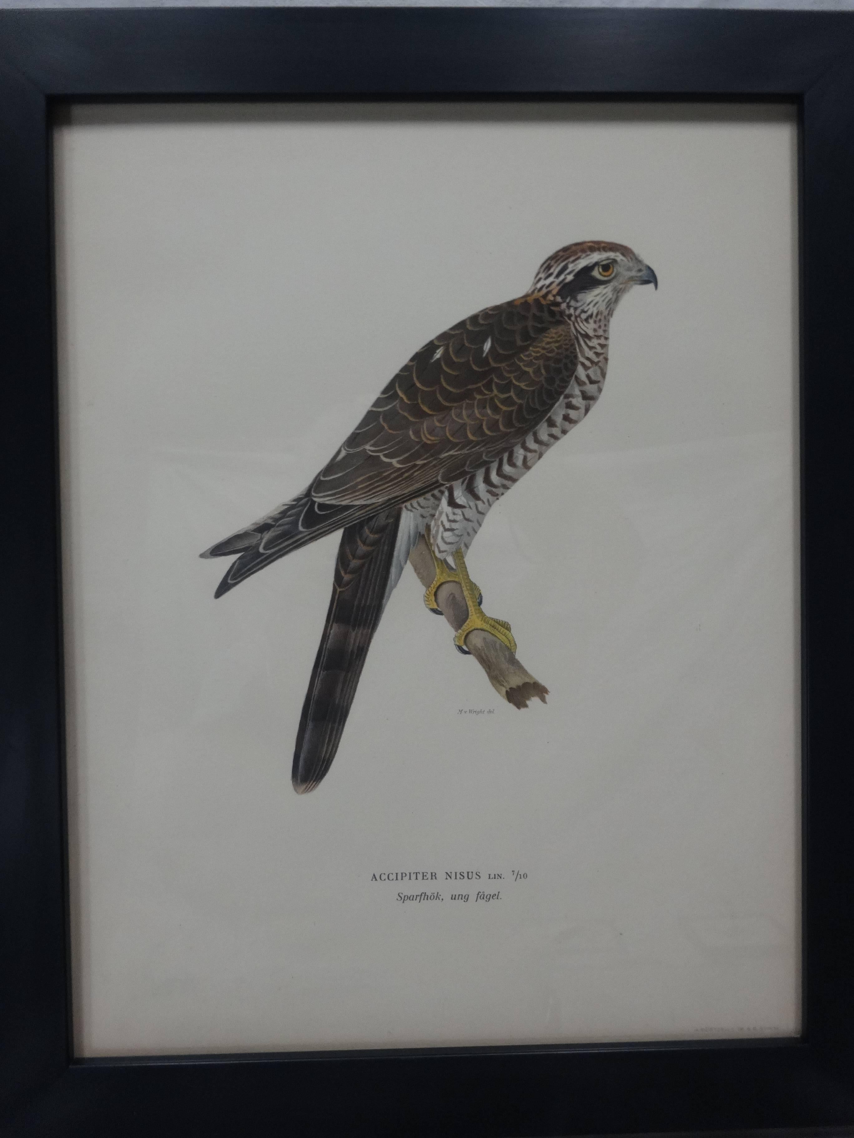 Adirondack Swedish Birds of Prey Prints, circa 1929