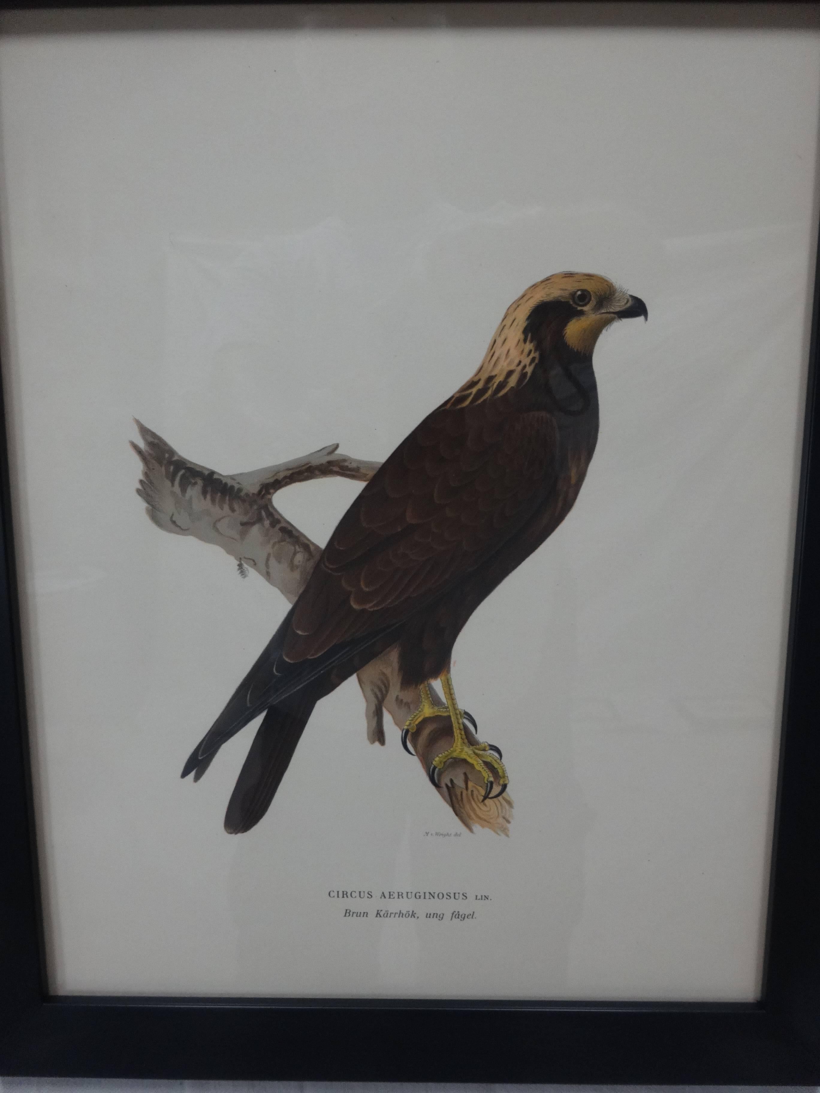 This is a set of four framed Swedish birds of prey prints, there dated 1929. They were printed by Finpappersbrukens Forsalfnings AB. in Stockholm Sweden.
    