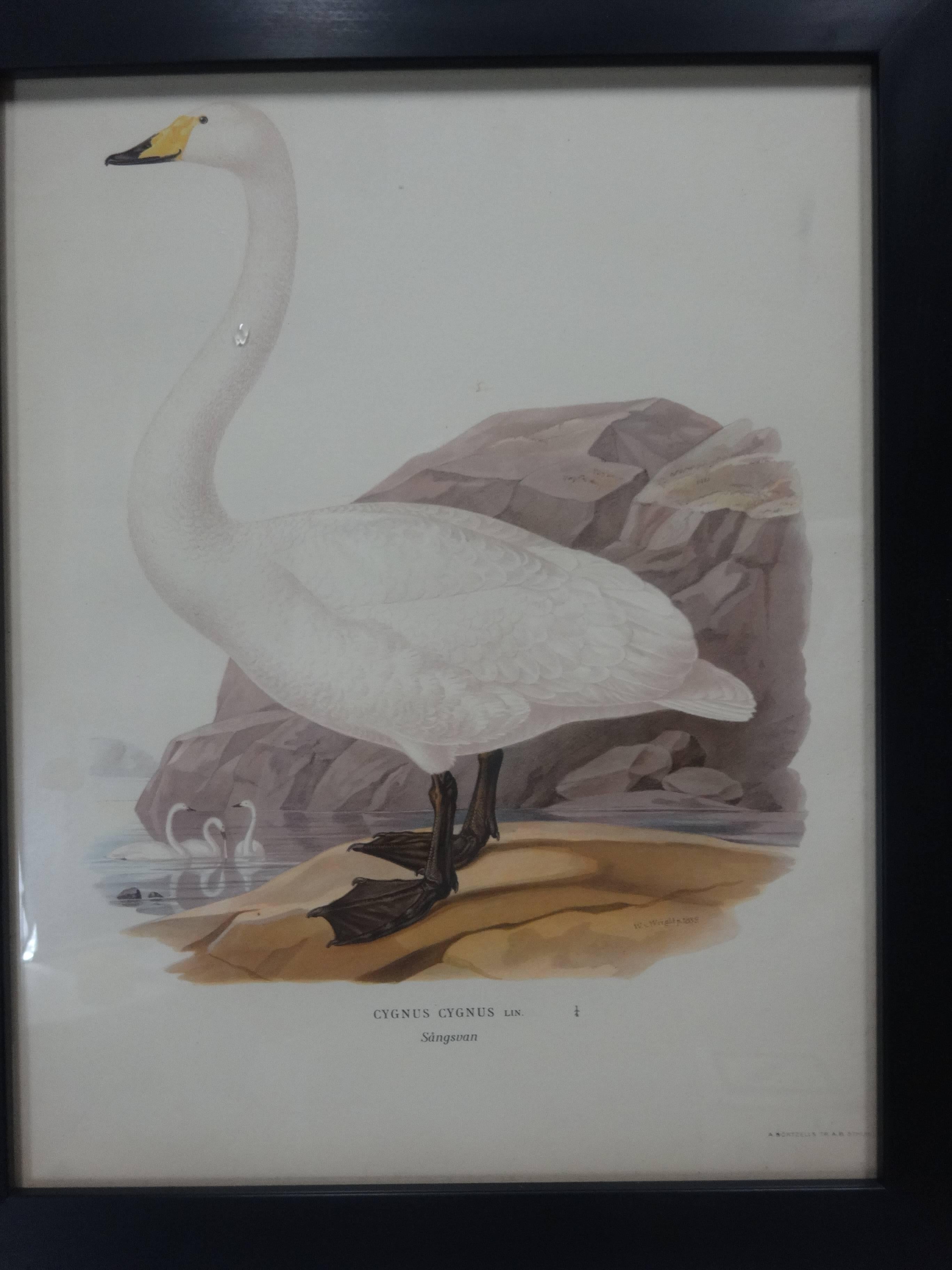 This is a set of four framed Swedish waterfowl prints, there dated 1929. Printed by Finpappersbrukens Forsalfnings AB. in Stockholm, Sweden.
   