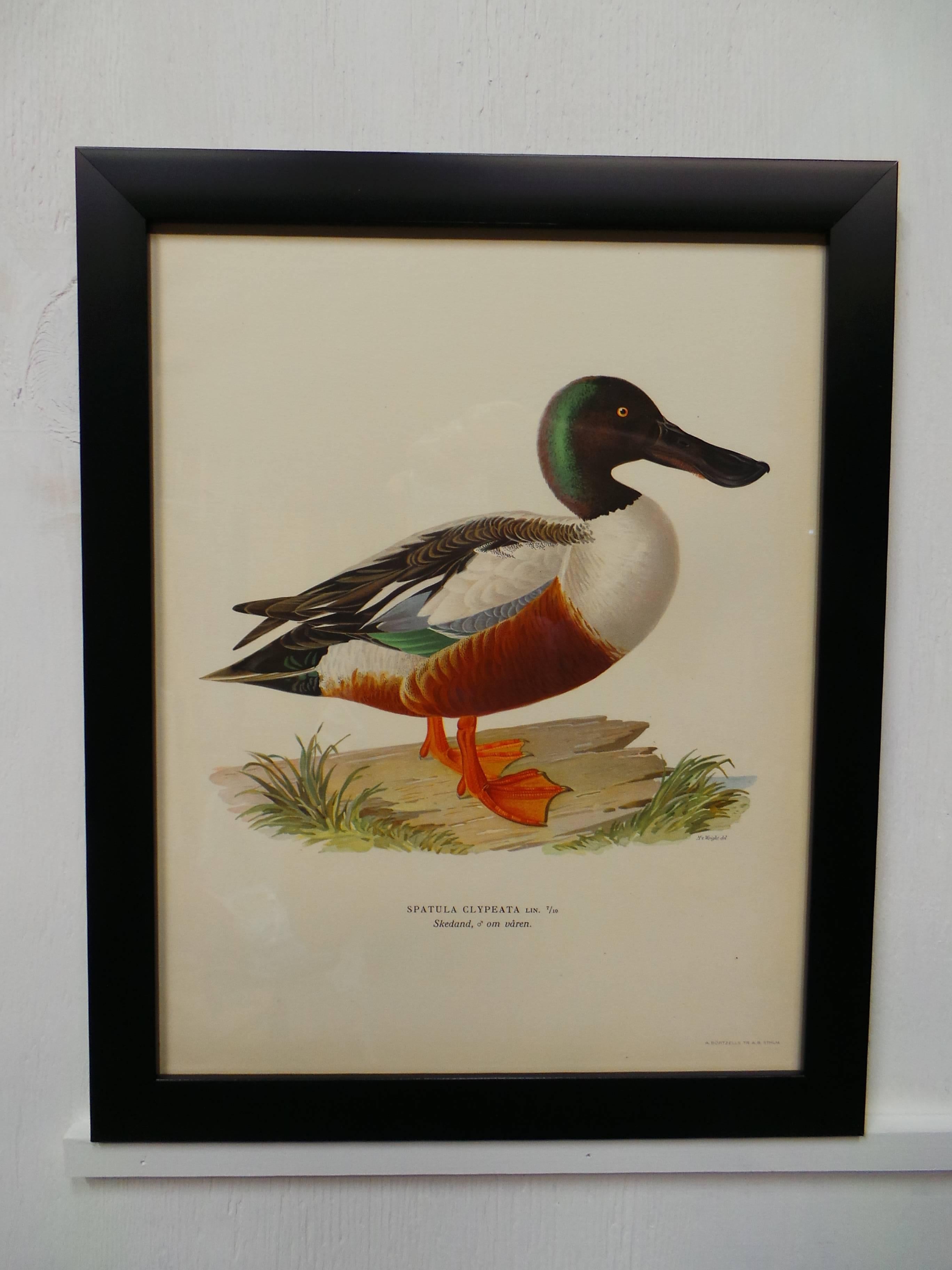 Swedish Waterfowl Prints, circa 1929   In Excellent Condition For Sale In Hollywood, FL