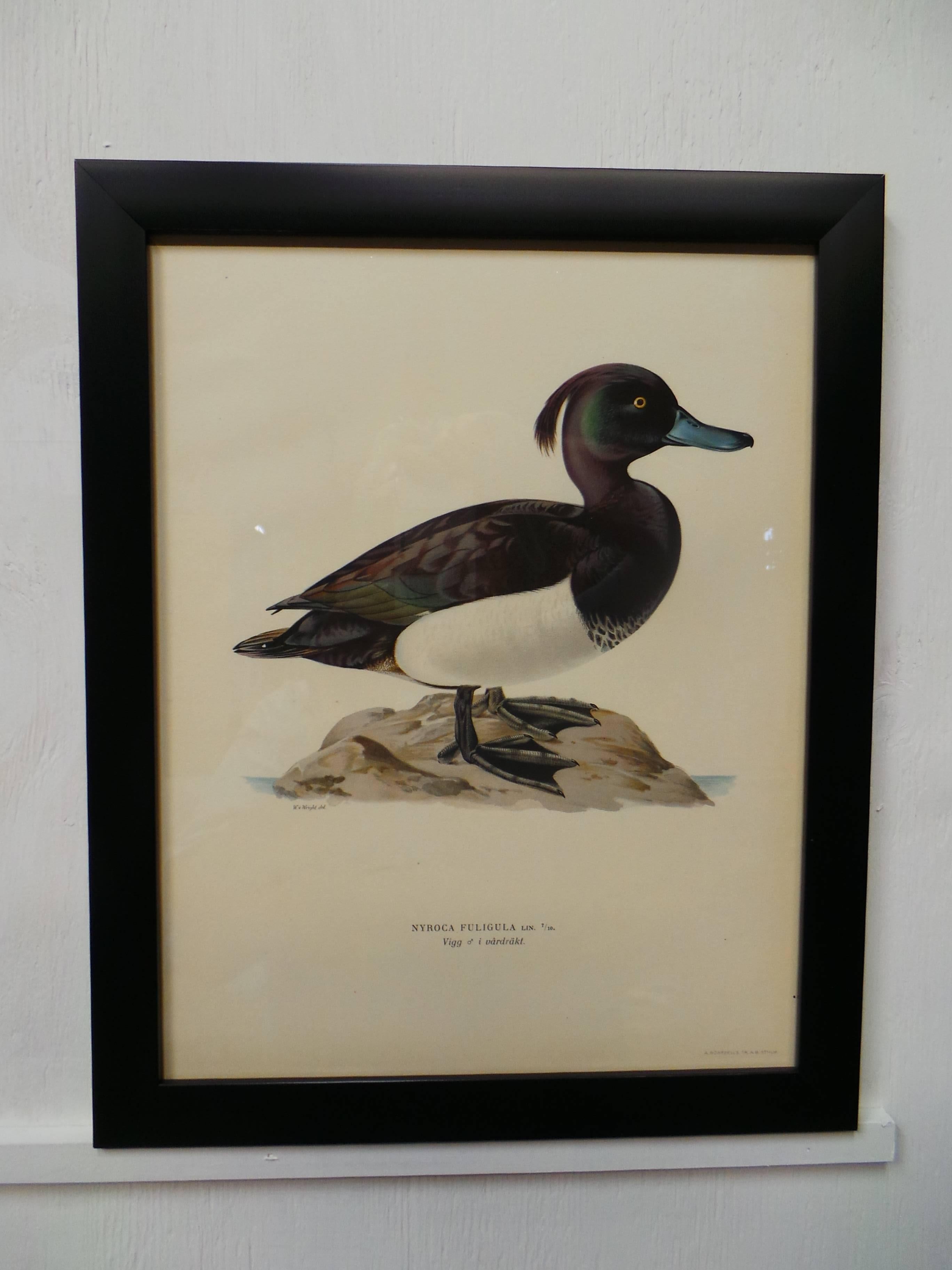 This is a set of four framed Swedish waterfowl prints, there dated 1929. Printed by Finpappersbrukens Forsalfnings AB. in Stockholm, Sweden.
  
       