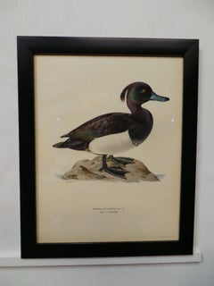 Swedish Waterfowl Prints, circa 1929