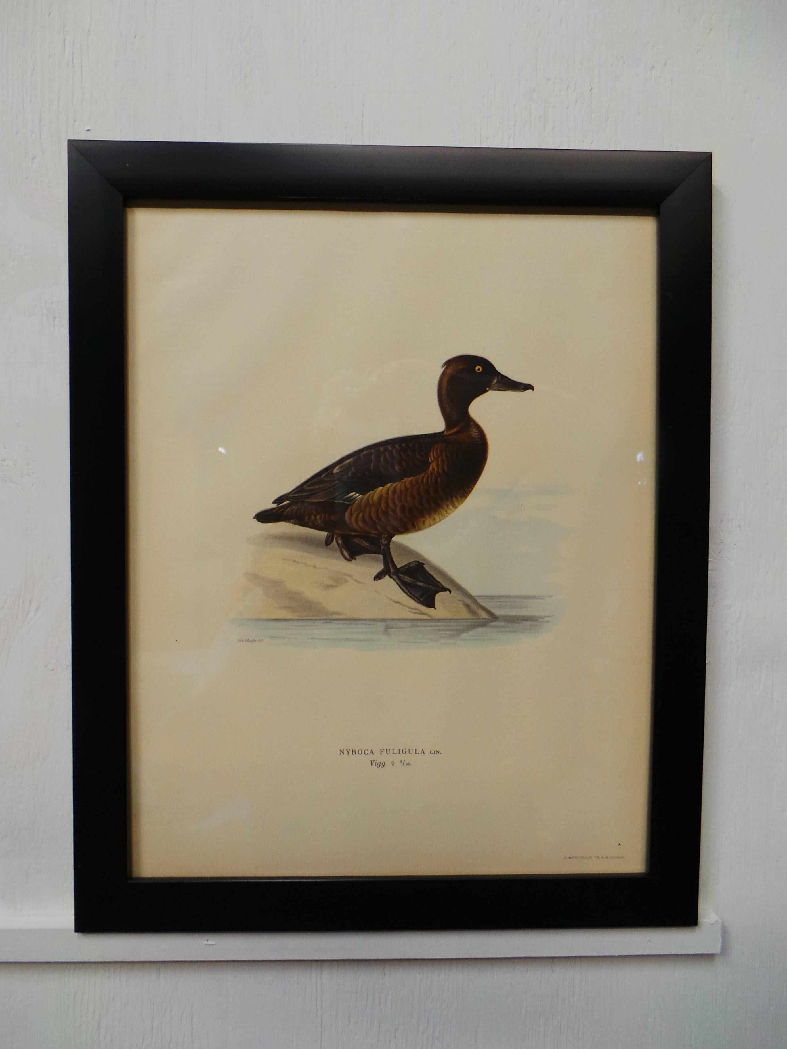 Adirondack Swedish Waterfowl Prints, circa 1929   For Sale