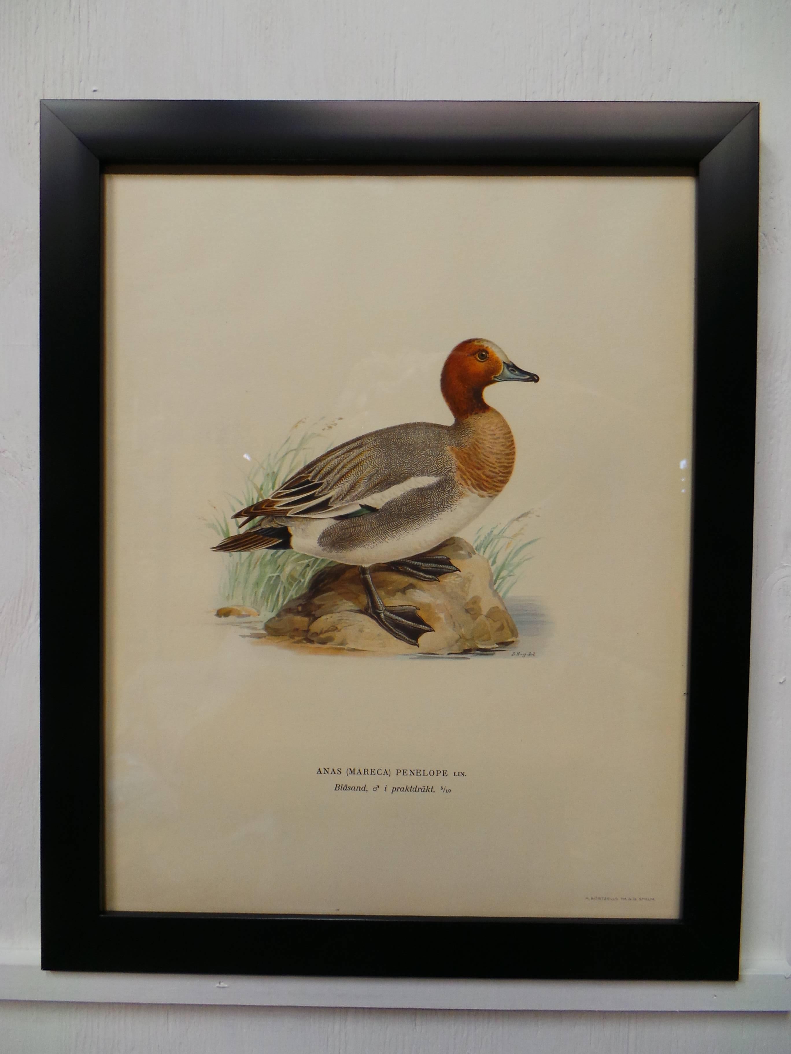 Grabados suecos de aves acuáticas, hacia 1929 en Excelente estado para la venta en Hollywood, FL
