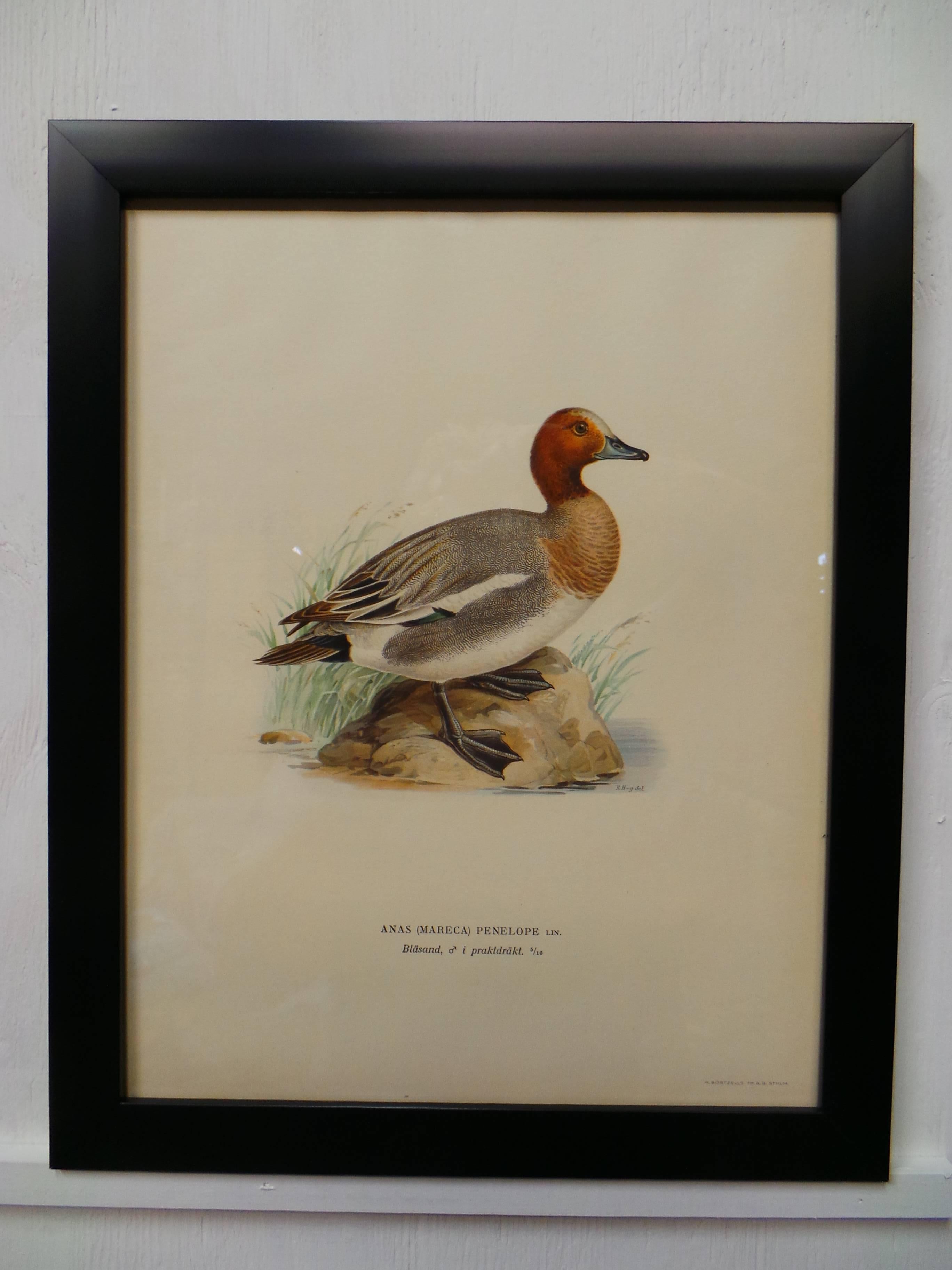 Early 20th Century Swedish Waterfowl Prints, circa 1929   For Sale