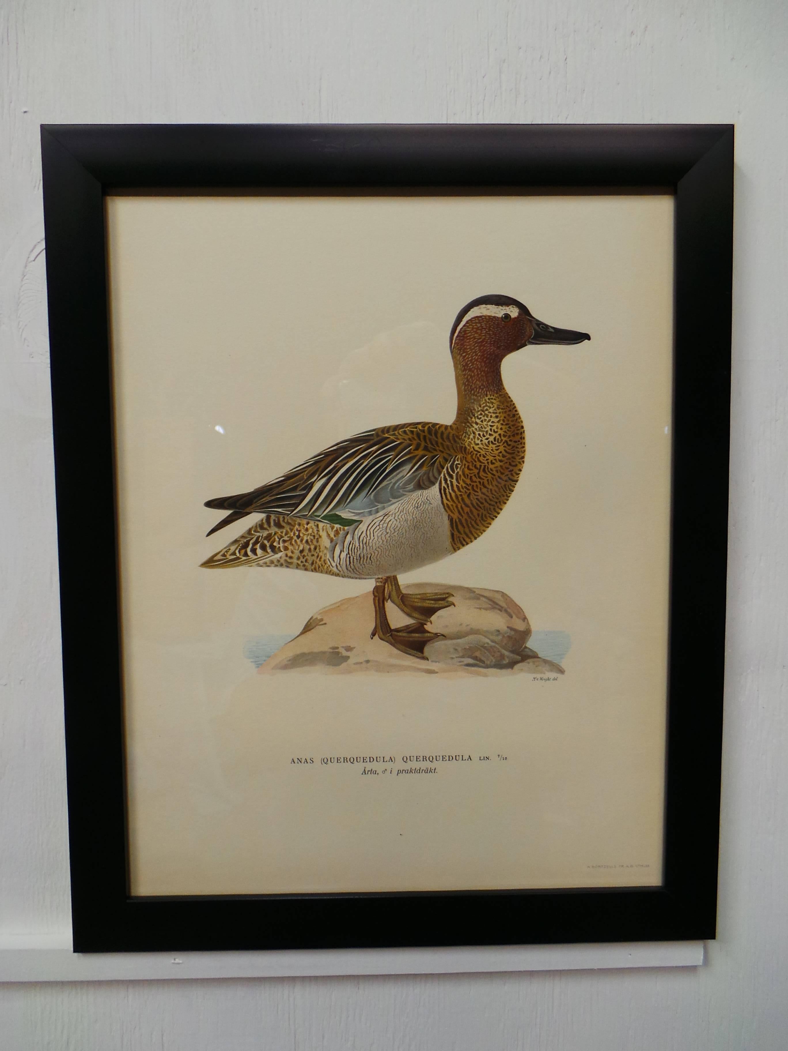 Il s'agit d'un ensemble de quatre impressions d'oiseaux aquatiques suédois encadrées, toutes datées de 1929. Imprimé par Finpappersbrukens Forsalfnings AB. à Stockholm, Suède.
 