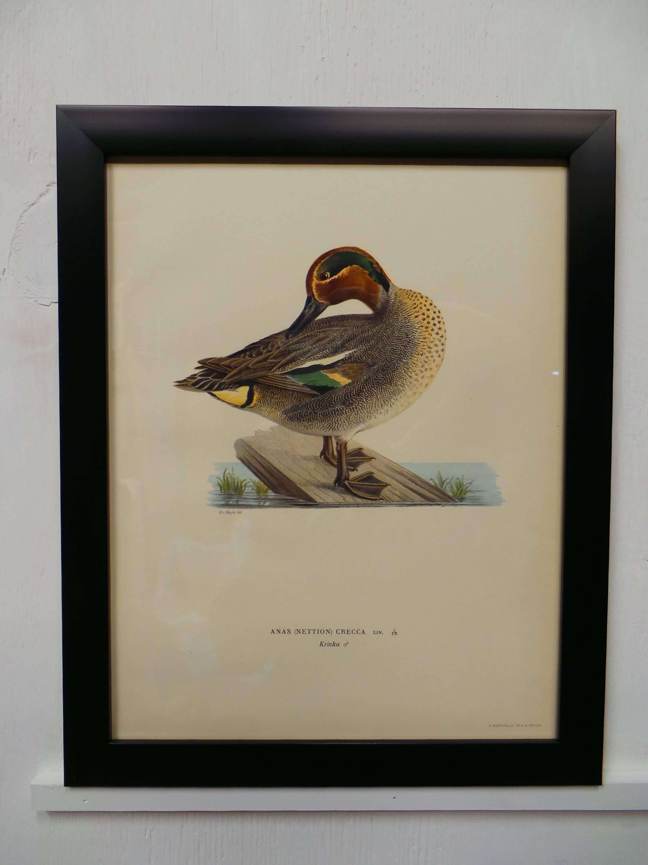 Adirondack Swedish Waterfowl Prints, circa 1929 For Sale