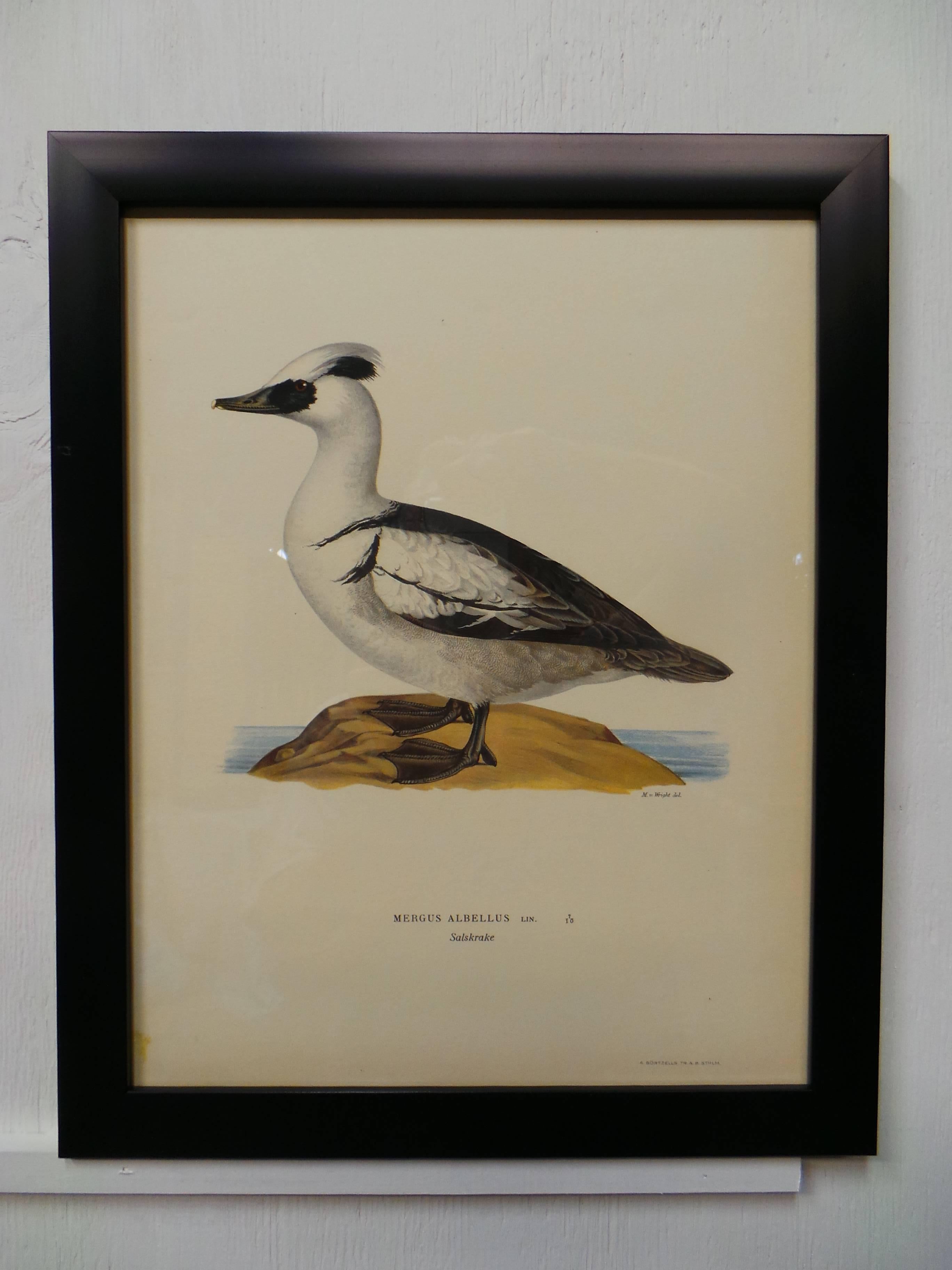 Early 20th Century Swedish Waterfowl Prints, circa 1929 For Sale