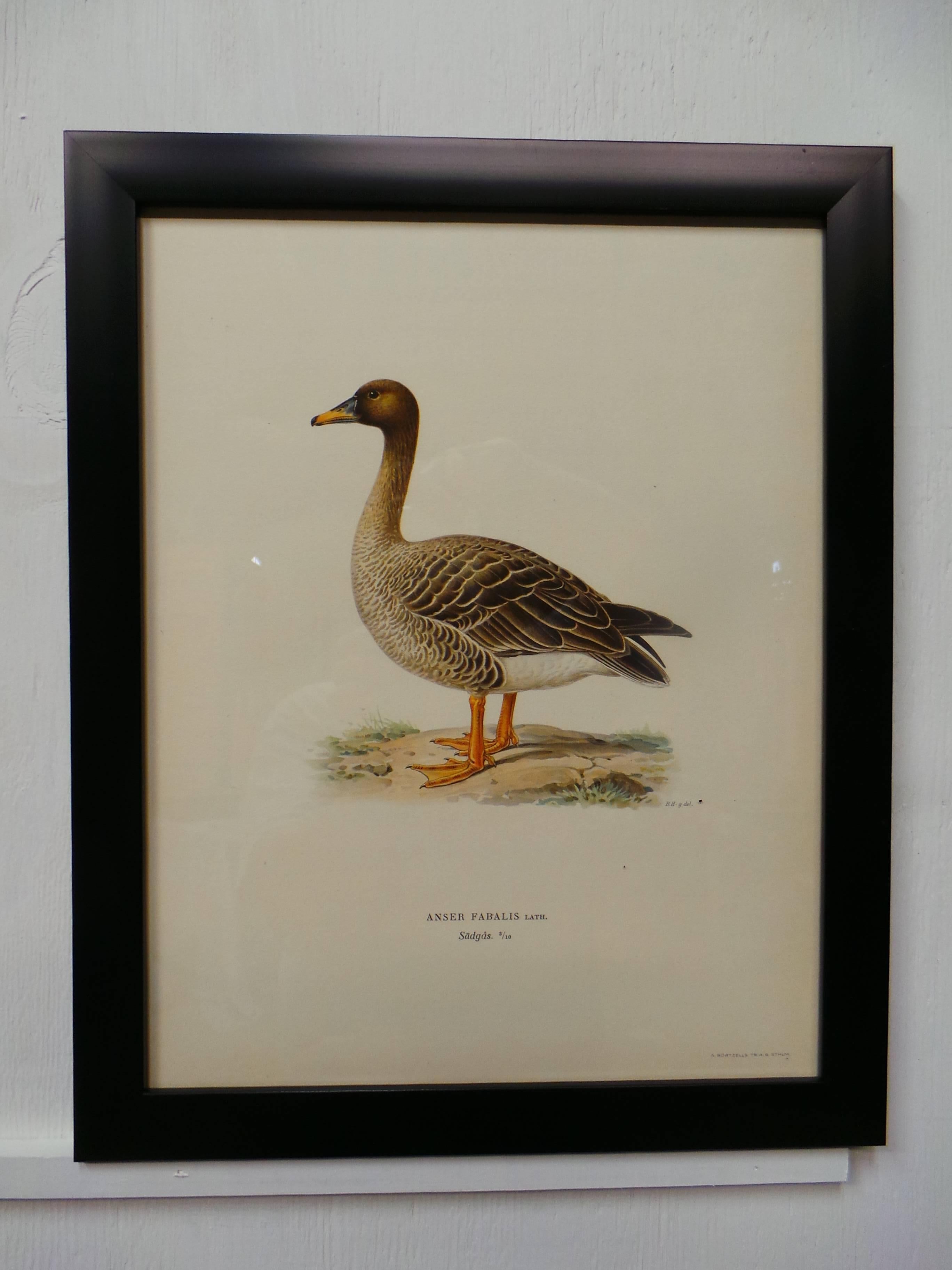 Swedish Waterfowl Prints, circa 1929 In Excellent Condition For Sale In Hollywood, FL