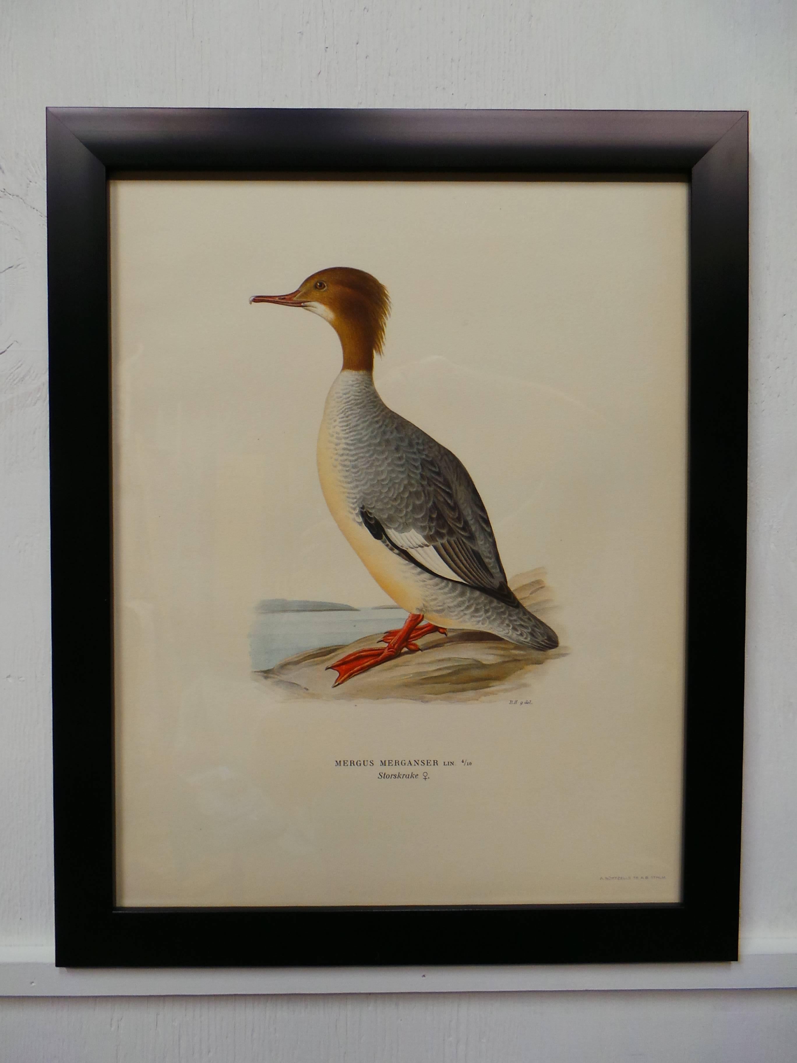 Paper Swedish Waterfowl Prints, circa 1929 For Sale