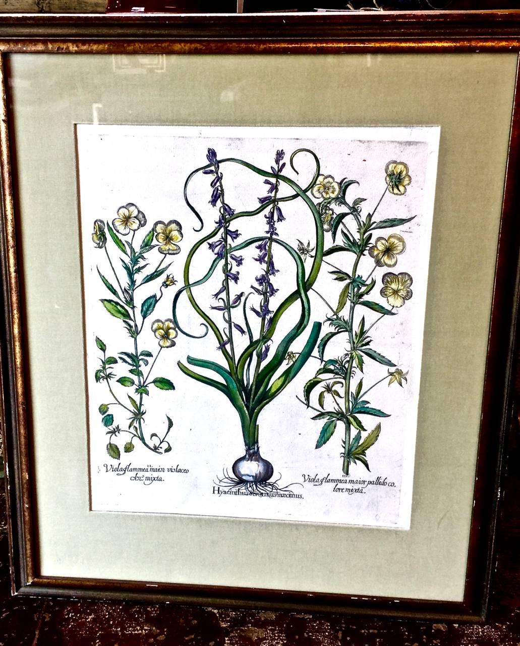 Beautiful original Basilius Besler engraving of Pansies and Hyacinth dating to 1613 with later hand-coloring.