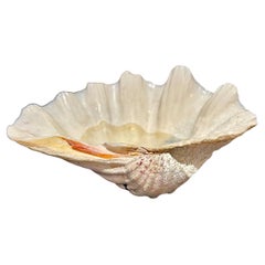 Concha grande de almeja Tridacna Gigas, I