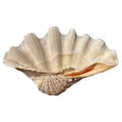 Grande coquille de palourde Tridacna Gigas, II