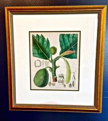 Set of Four Early 19th Century Hand-Colored Botanical Engravings