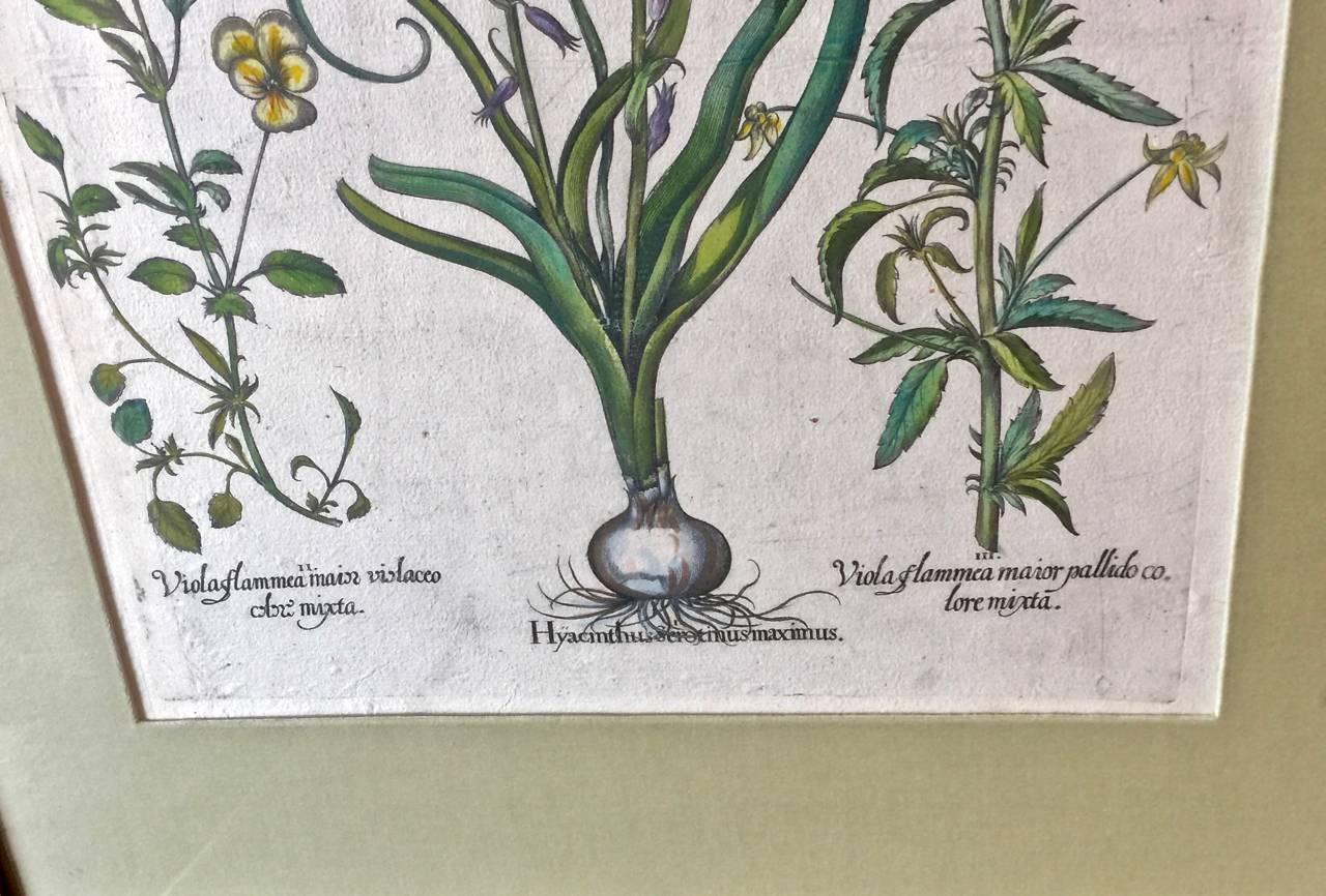 German 17th C. Basilius Besler Engraving of Pansies and Hyacinths For Sale