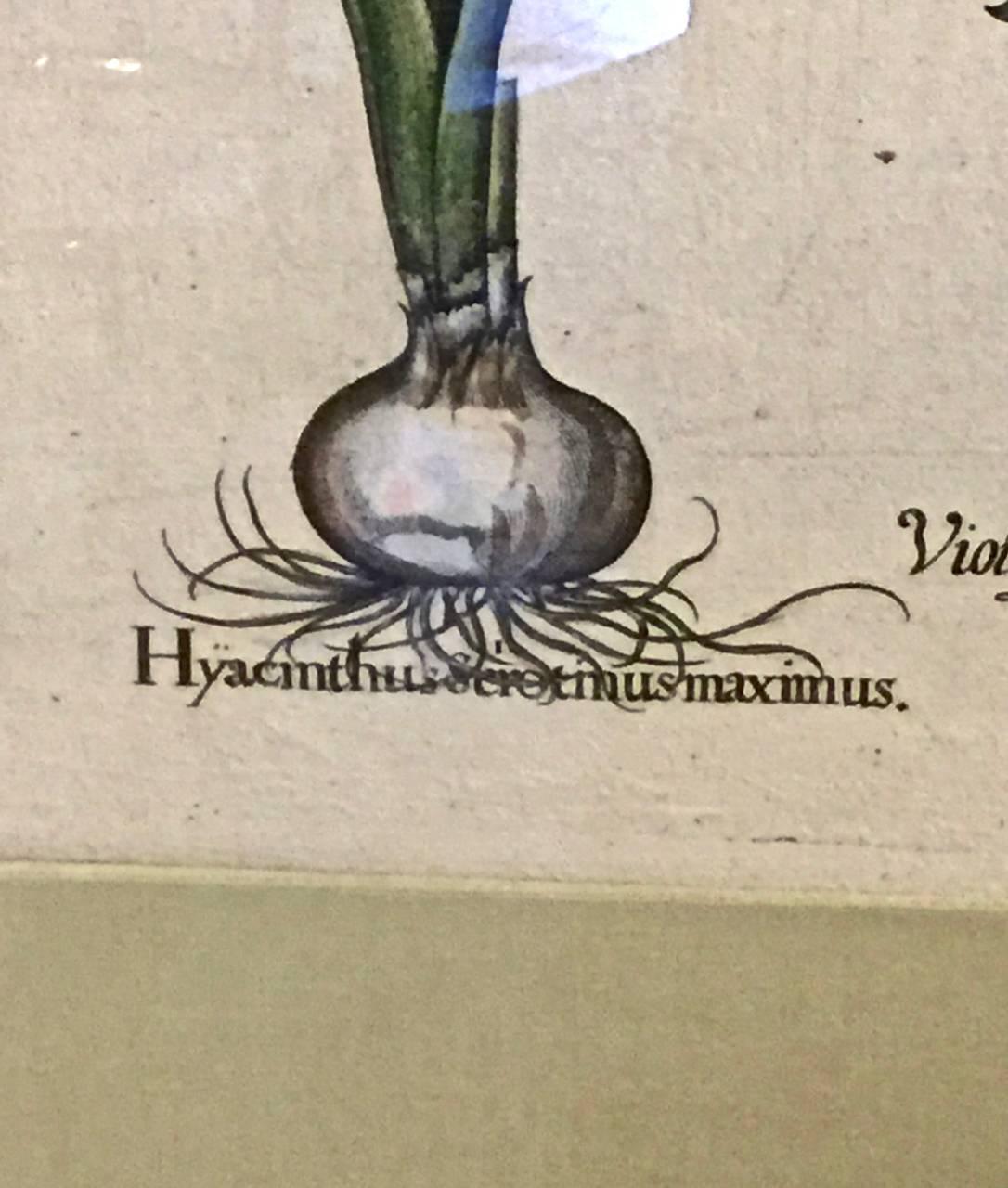 Grabado de Basilius Besler del siglo XVII de pensamientos y jacintos en Bueno Estado en Pasadena, CA