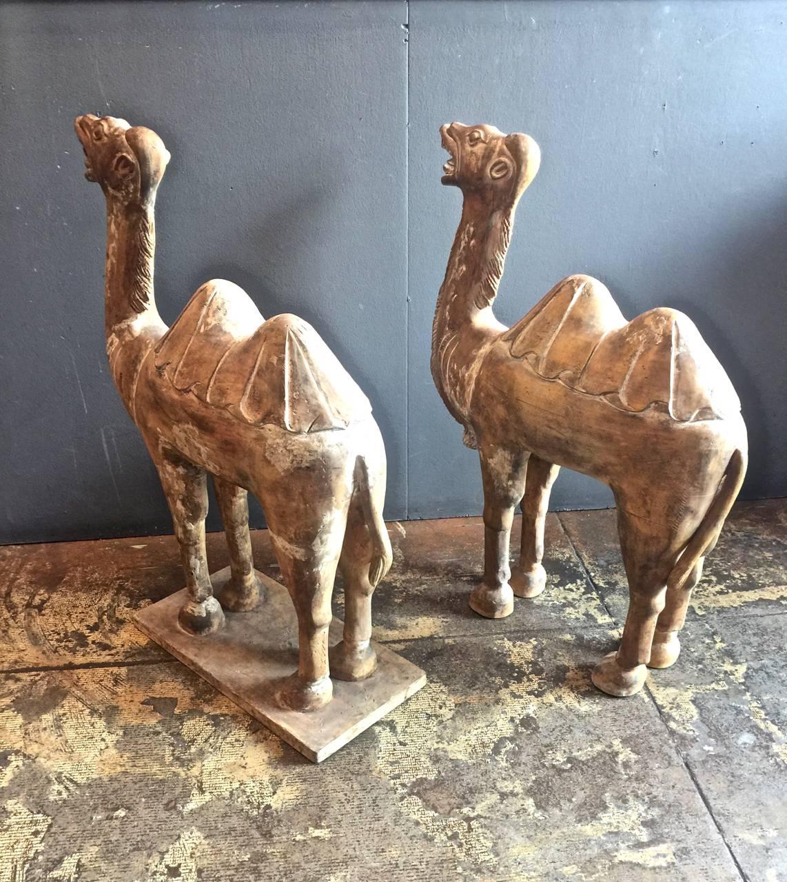 This is a very unusual pair of large antique Chinese carved wood bactrian camels. The camels date to the 19th century and are in the Tang dynasty style. The camels retain their beautiful natural patina--showing lots of character. One is fitted to a